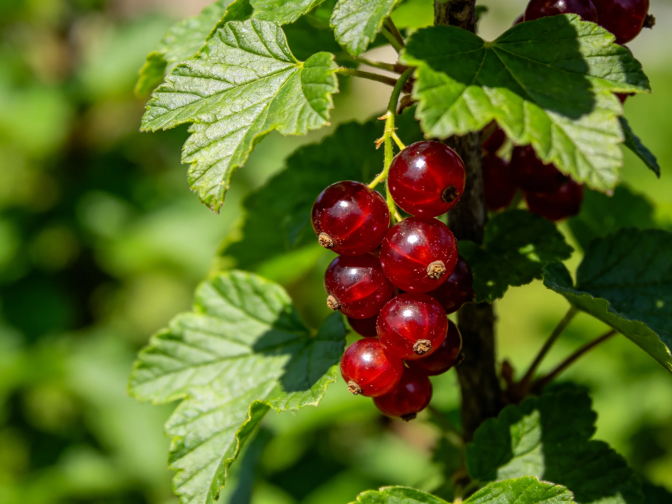 A cluster of glossy red currants amid broad green leaves