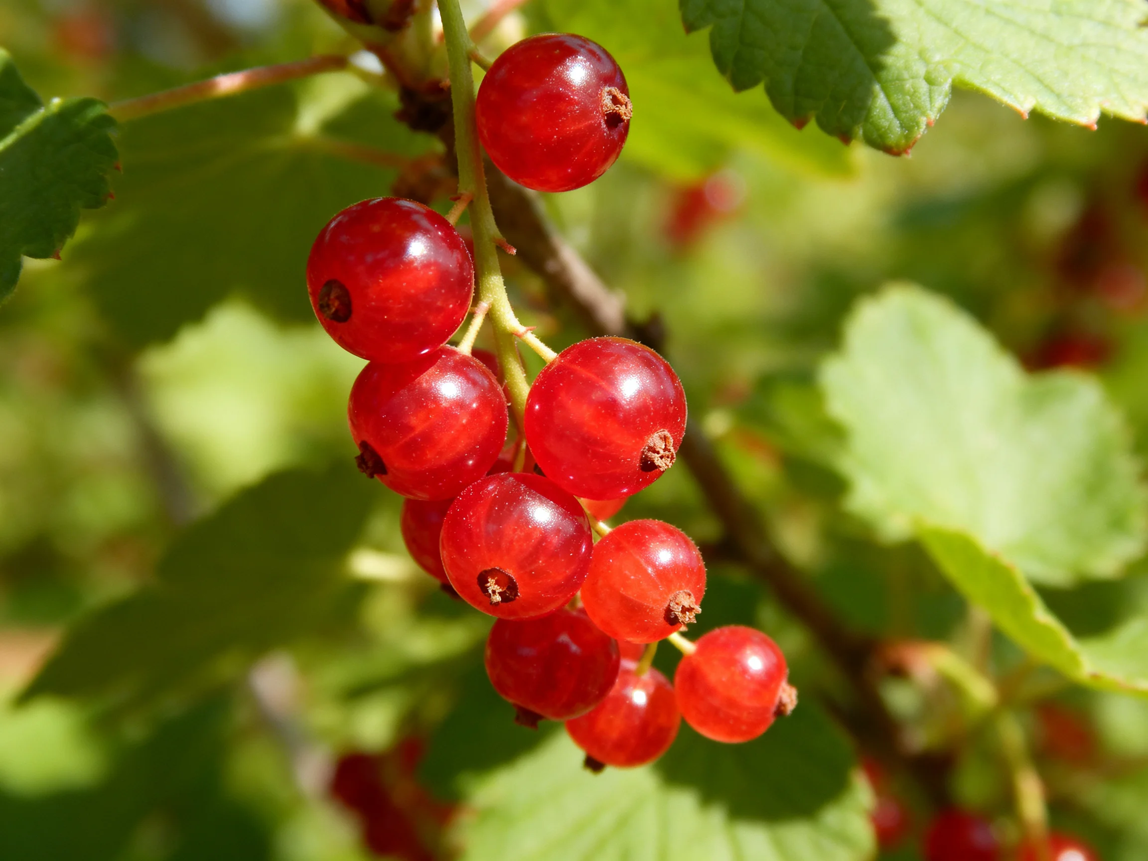 A cluster of glossy red currants hangs from a leafy branch