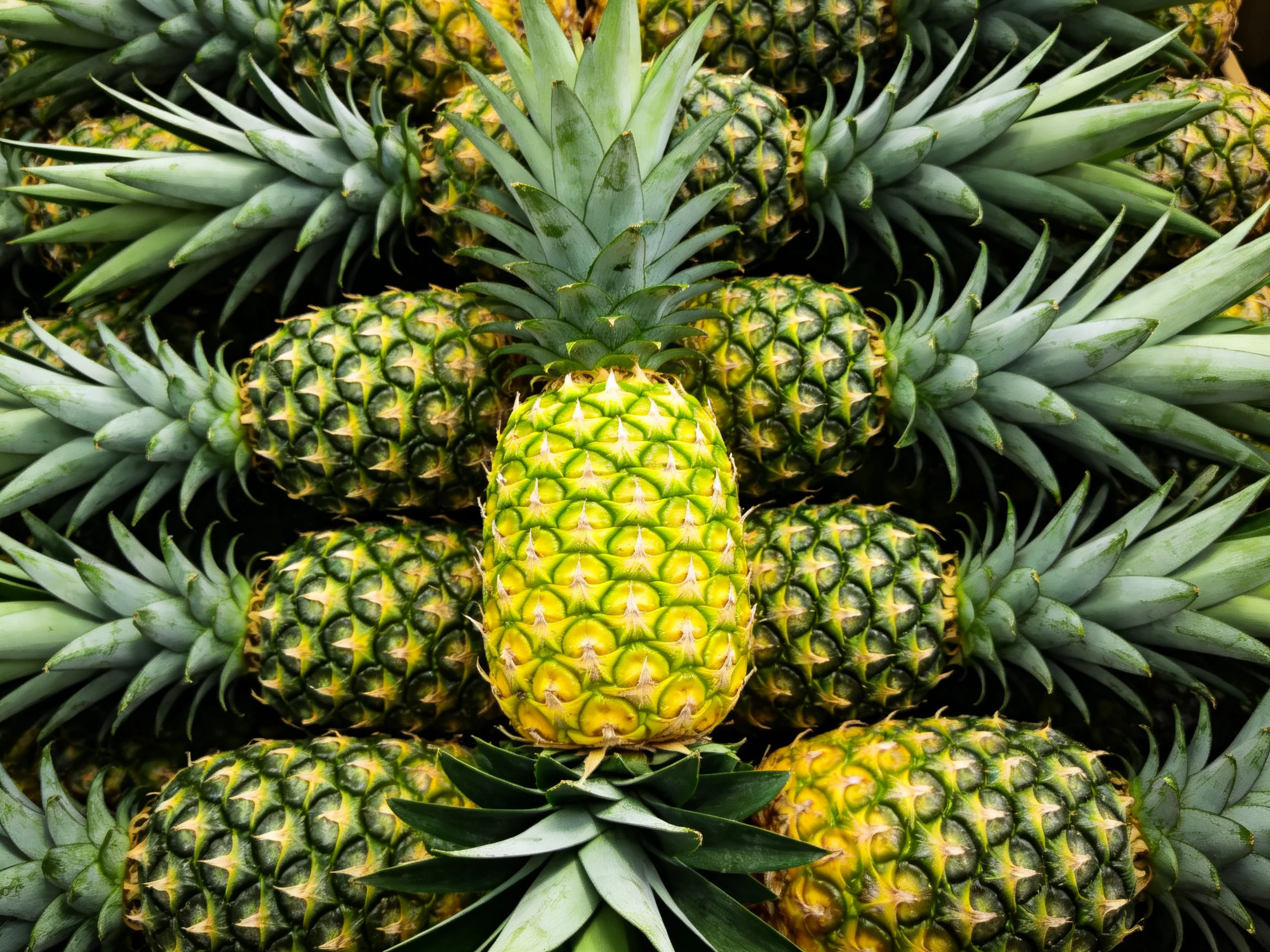 A cluster of numerous ripe pineapples with spiky green crowns