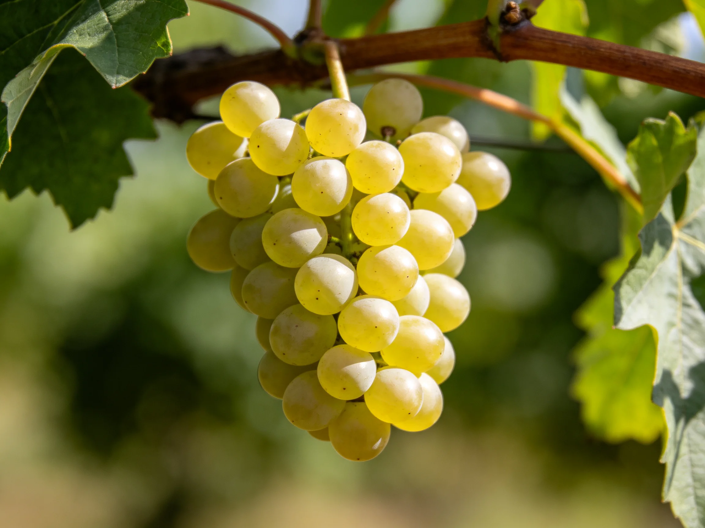 A cluster of pale green grapes hangs from a vine amid lush
