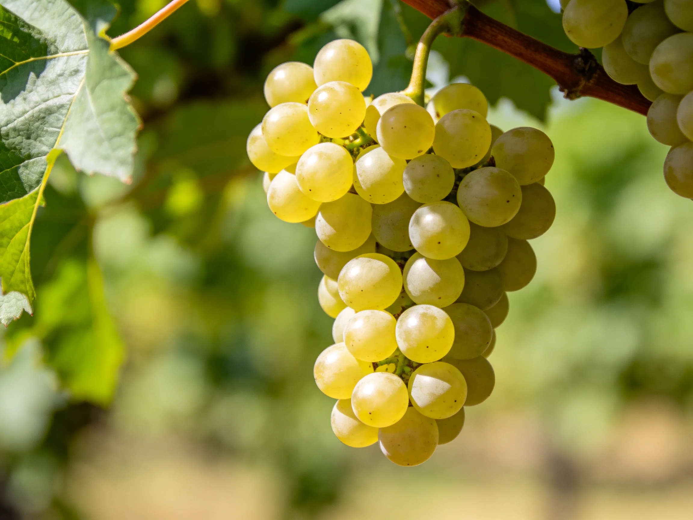 A cluster of pale green grapes hangs from a vine in bright sunlight