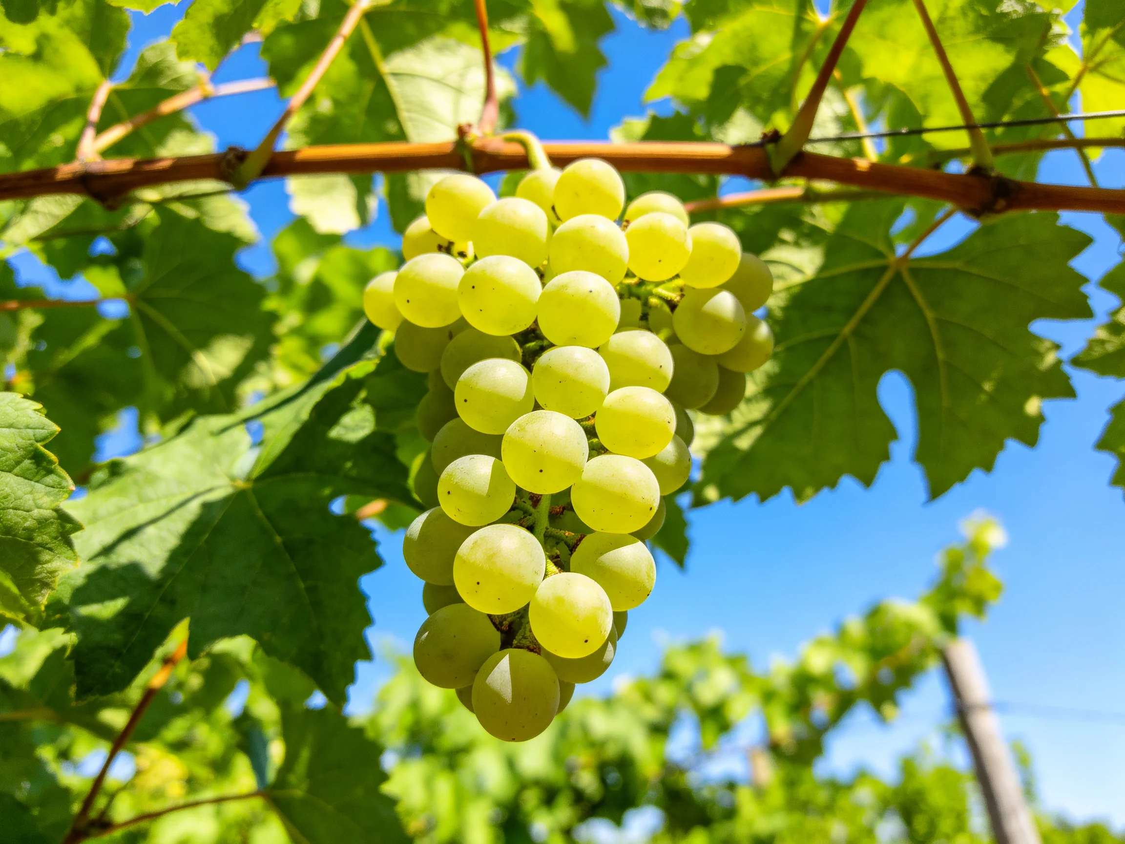 A cluster of pale green grapes hangs from a vine with green foliage