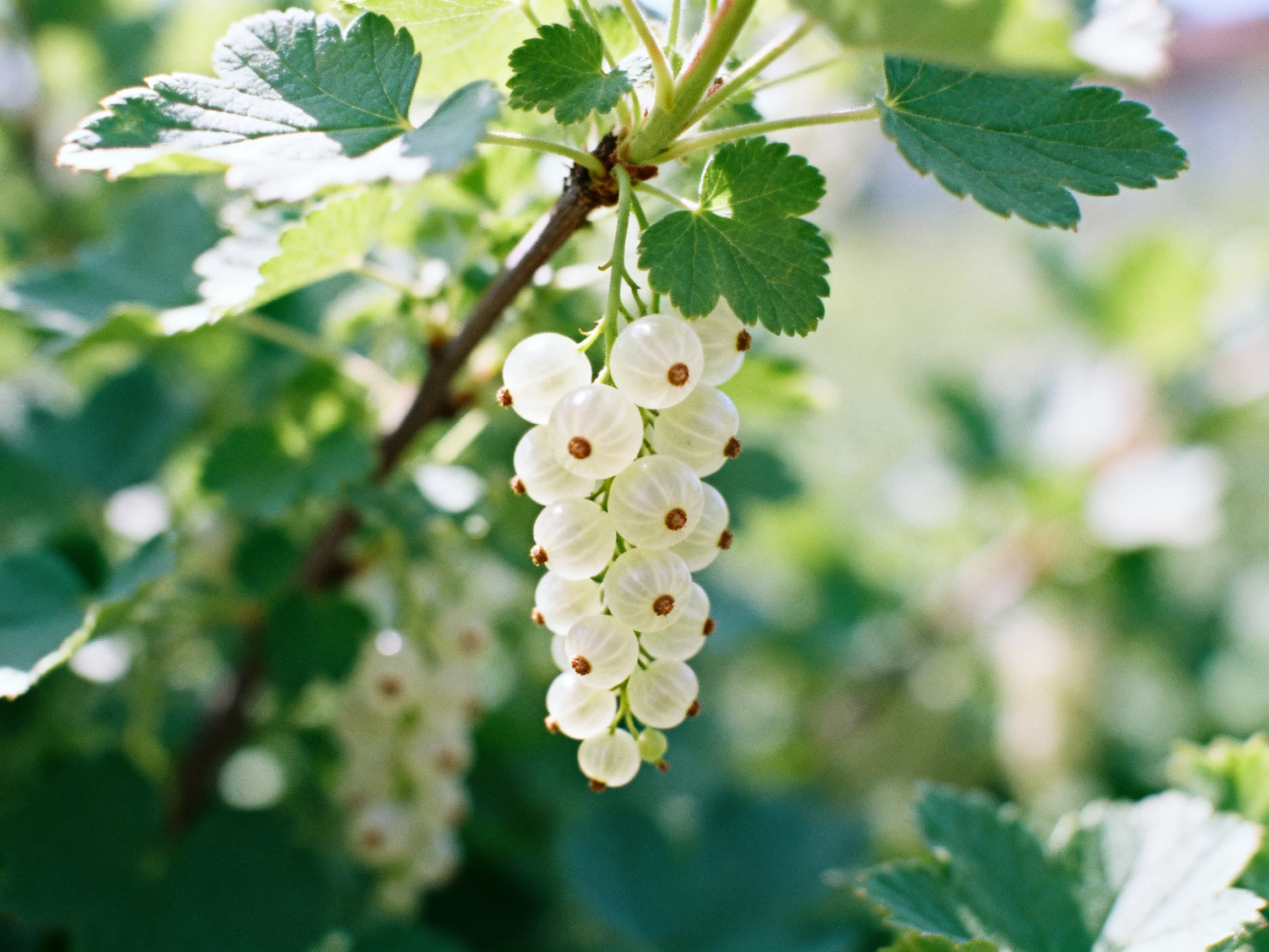 A cluster of pale white berries hangs from a branch amid lush green foliage