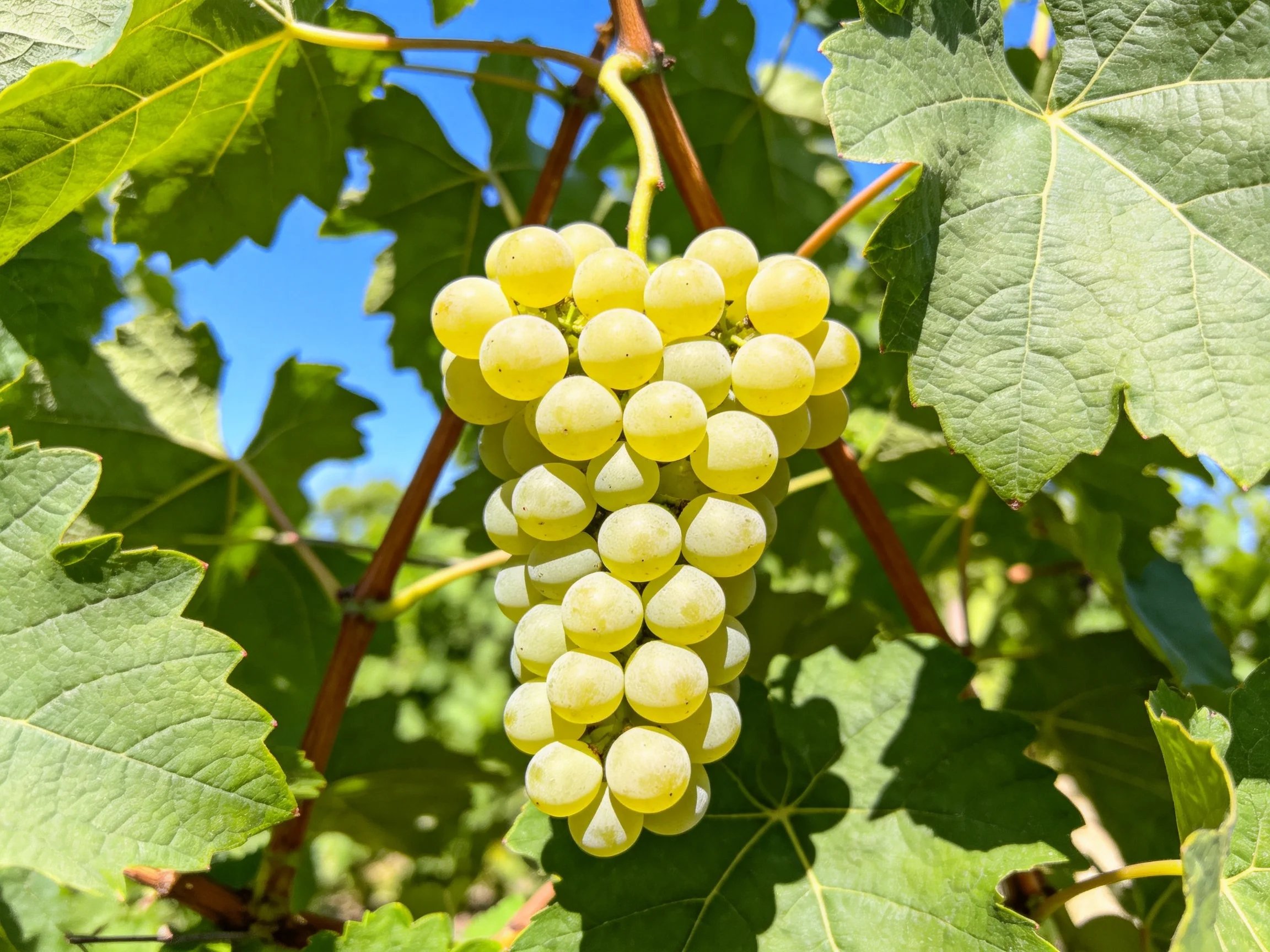A cluster of pale yellow grapes hangs among large green leaves
