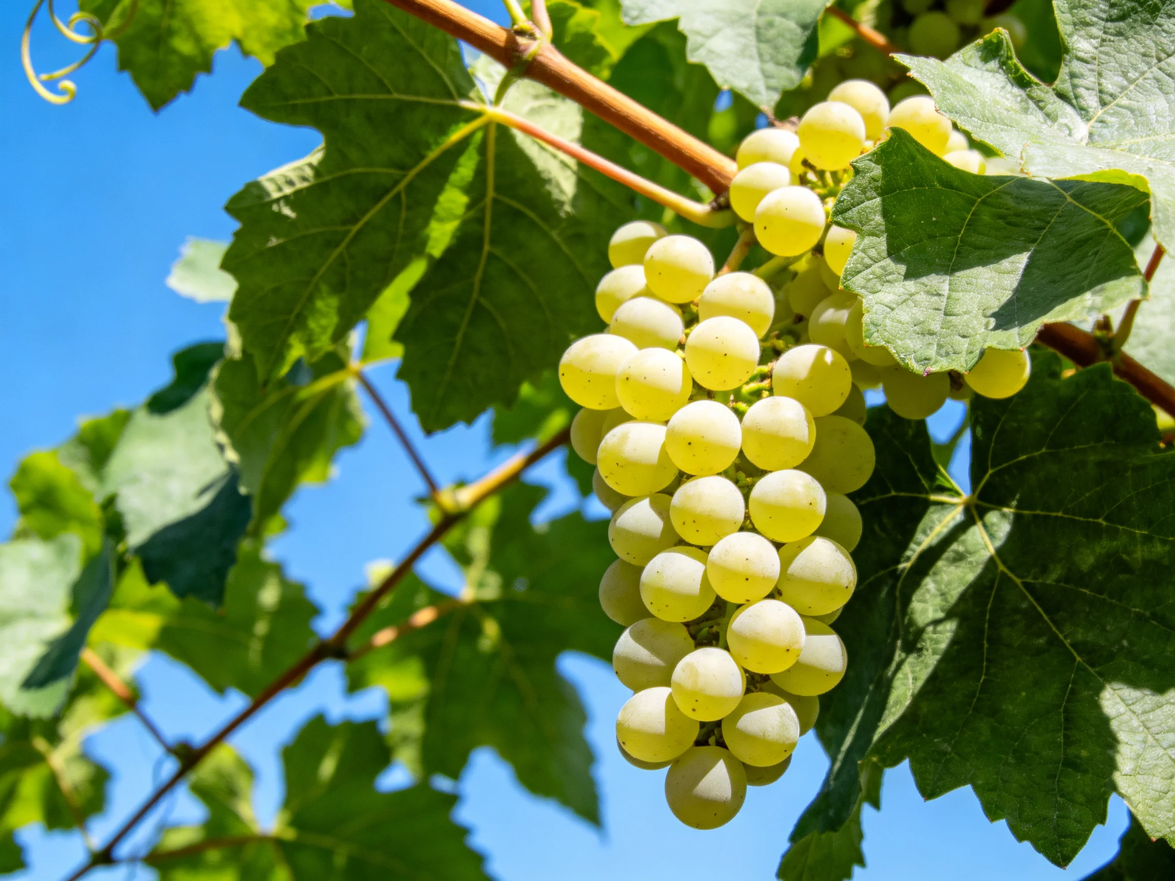 A cluster of pale yellow grapes hangs from a vine amid lush green leaves