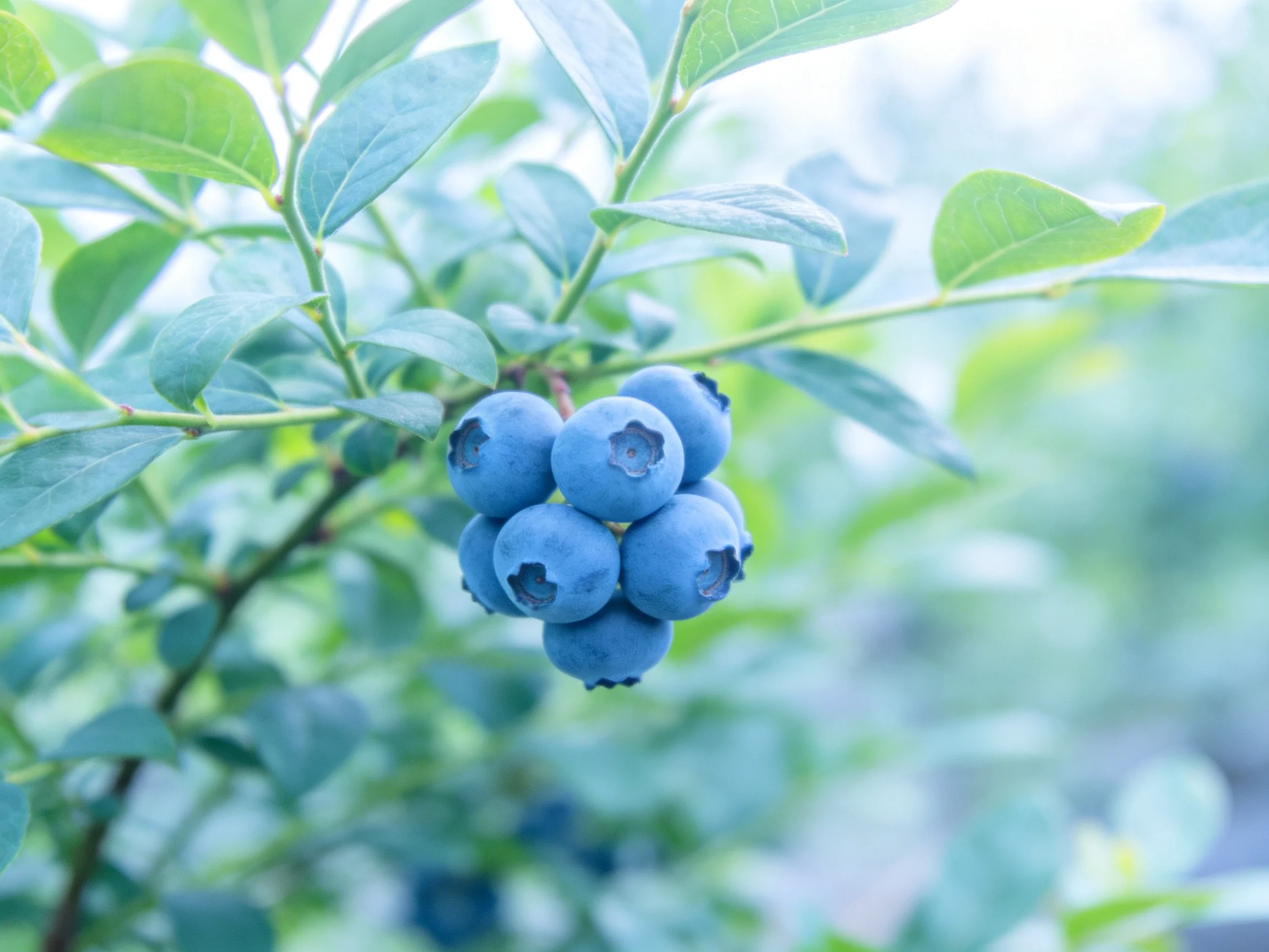 A cluster of plump blueberries grows amid lush green foliage