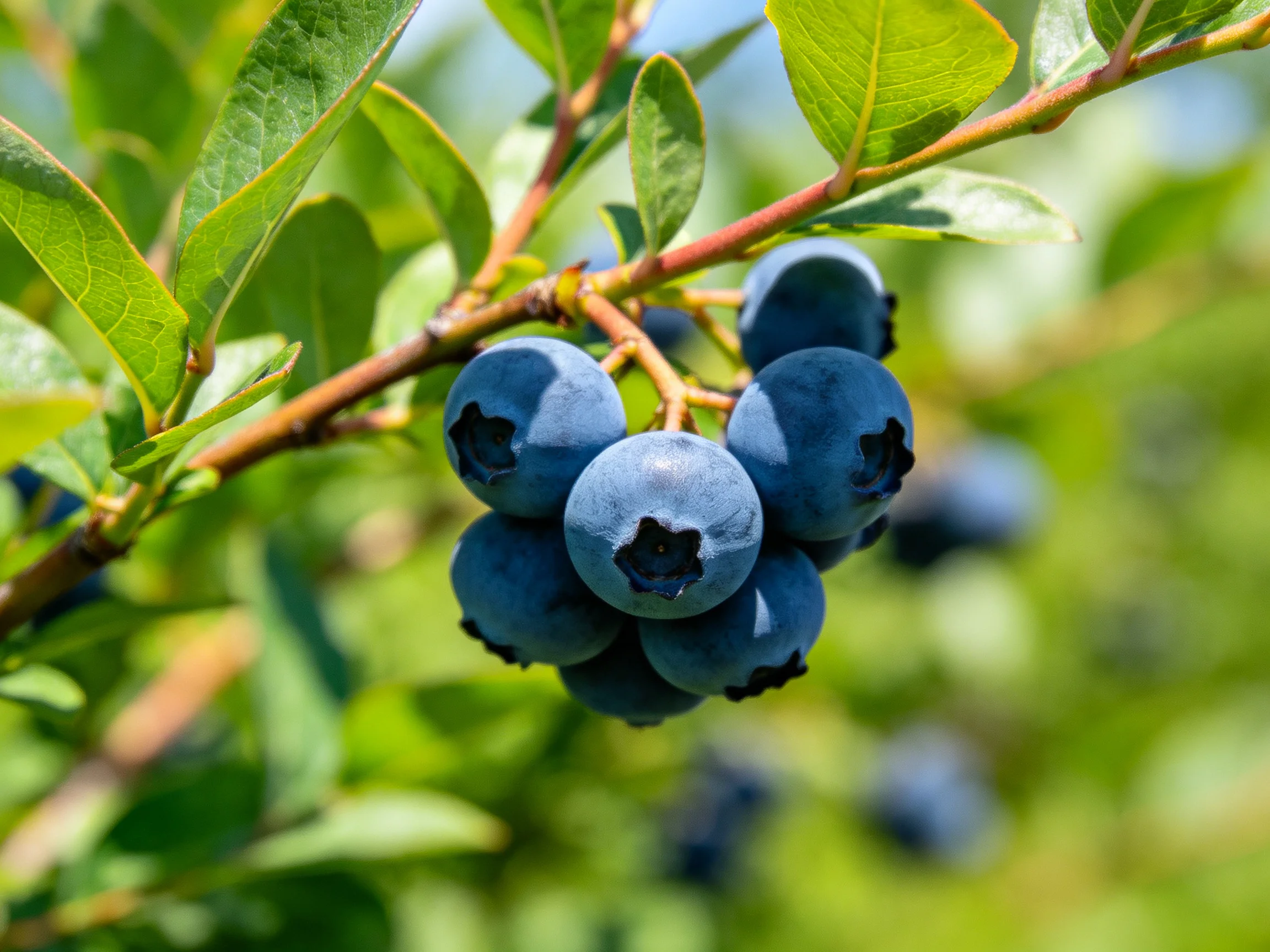 A cluster of plump blueberries hangs from a leafy branch with vibrant green foliage