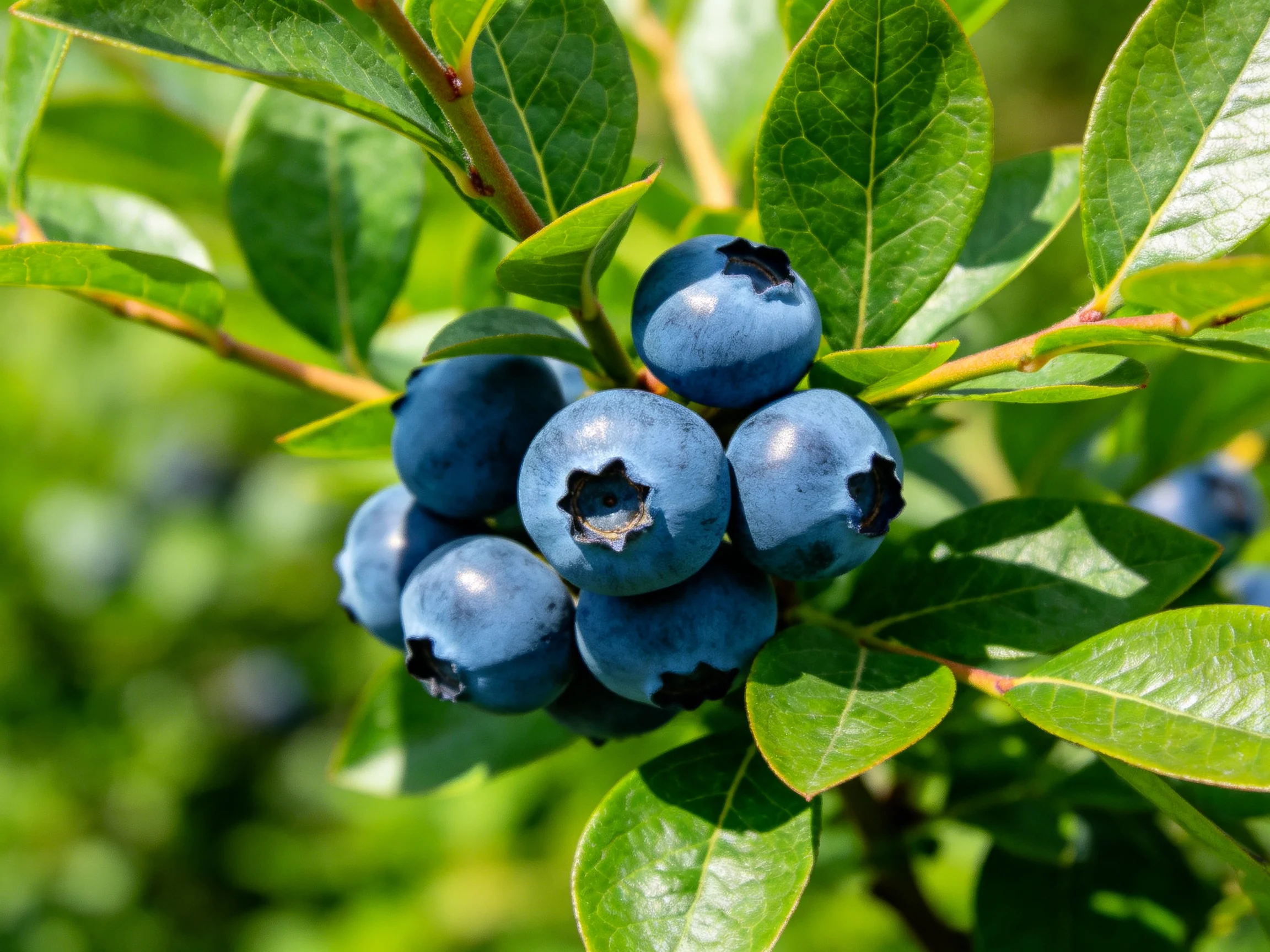 A cluster of plump blueberries surrounded by vibrant green leaves