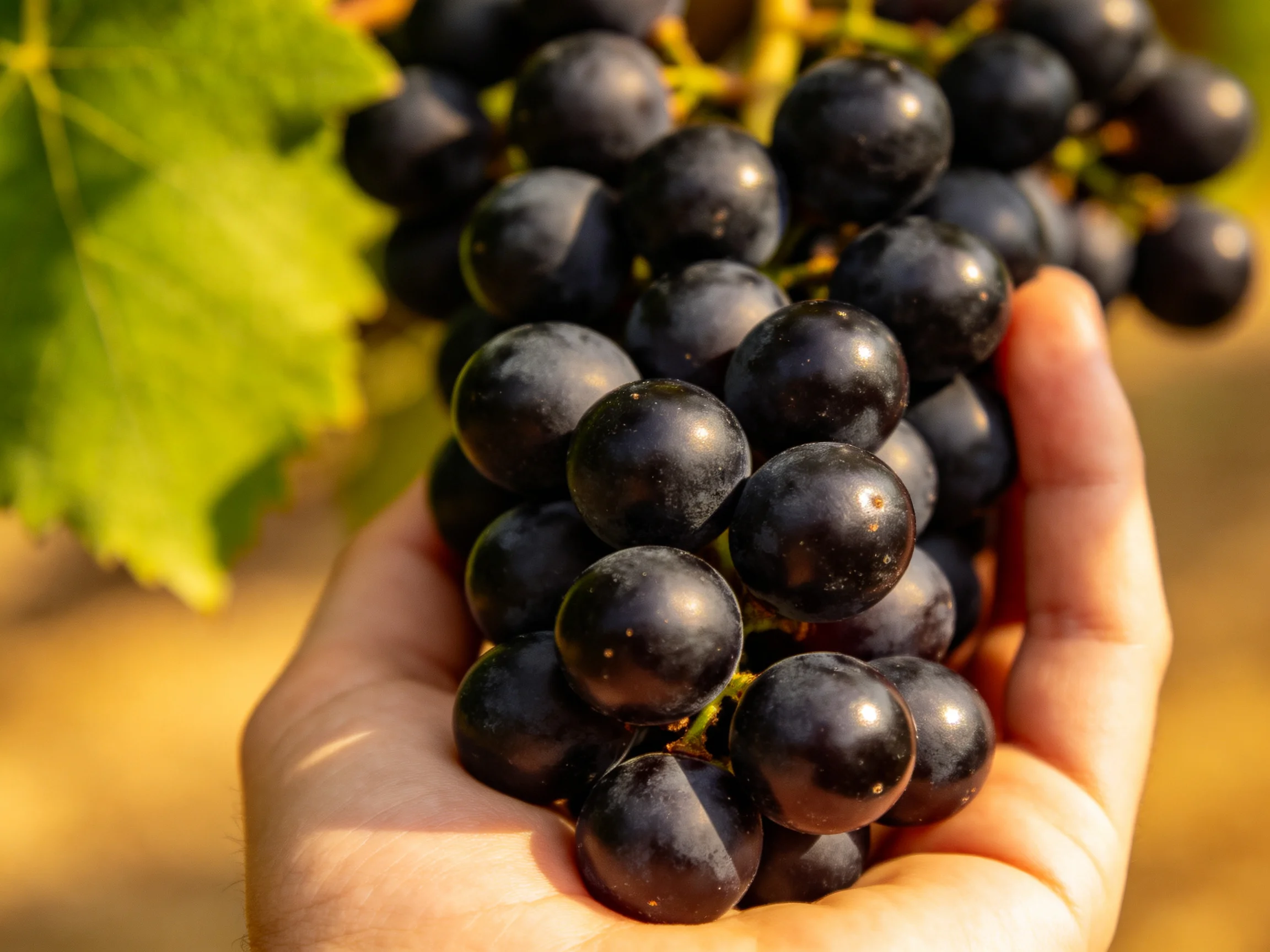 A cluster of plump, dark purple grapes held in a hand with green foliage nearby