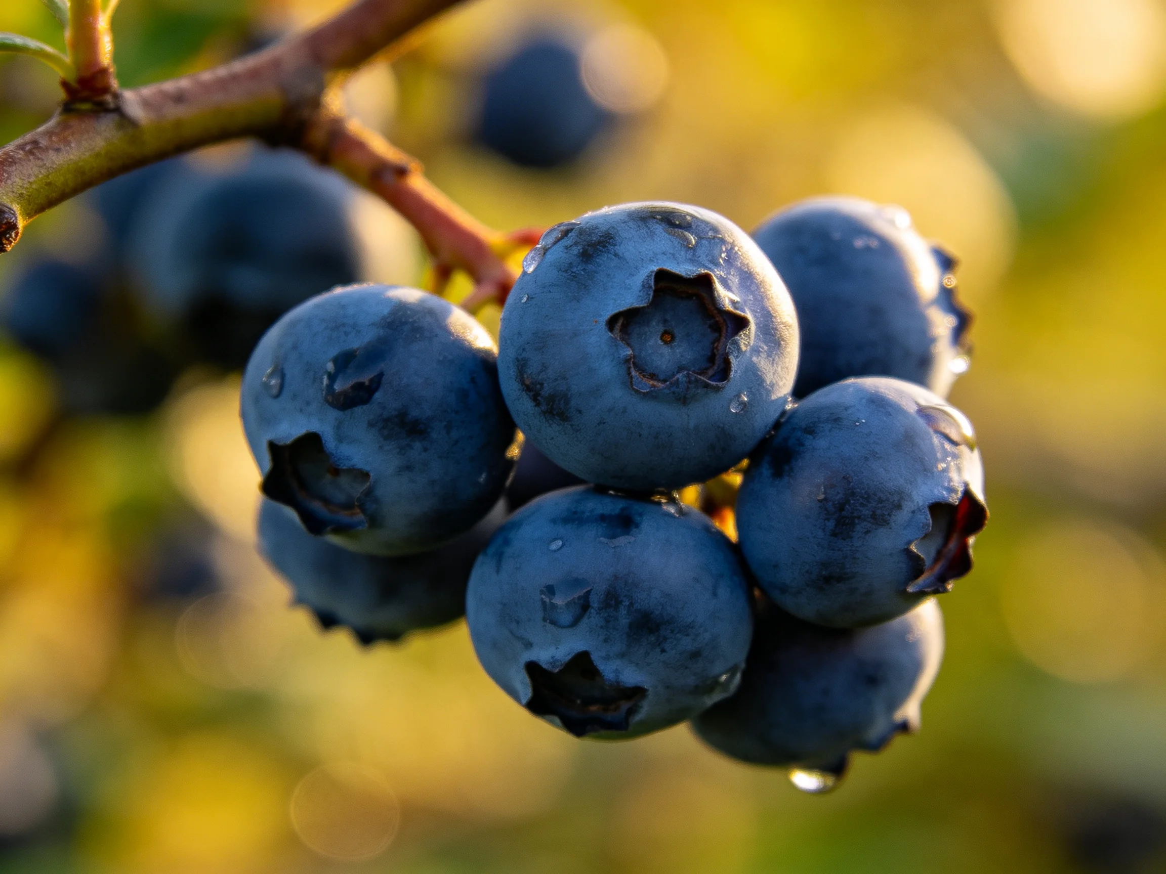 A cluster of plump, deep-blue blueberries on a branch