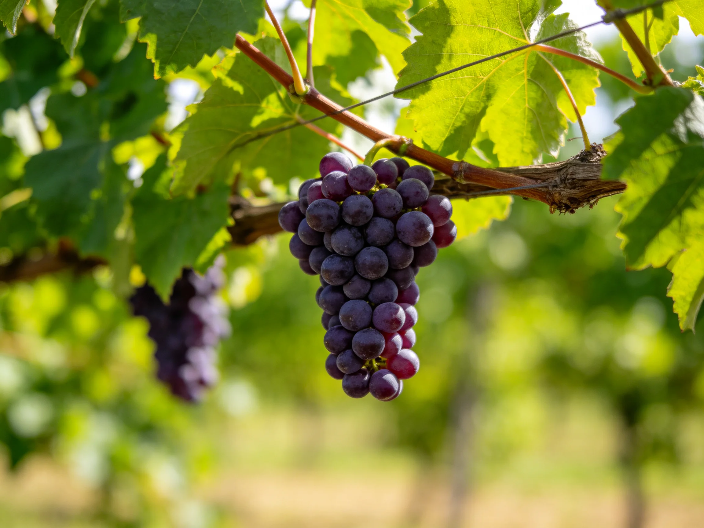 A cluster of plump purple grapes hangs from a vine amidst lush green foliage