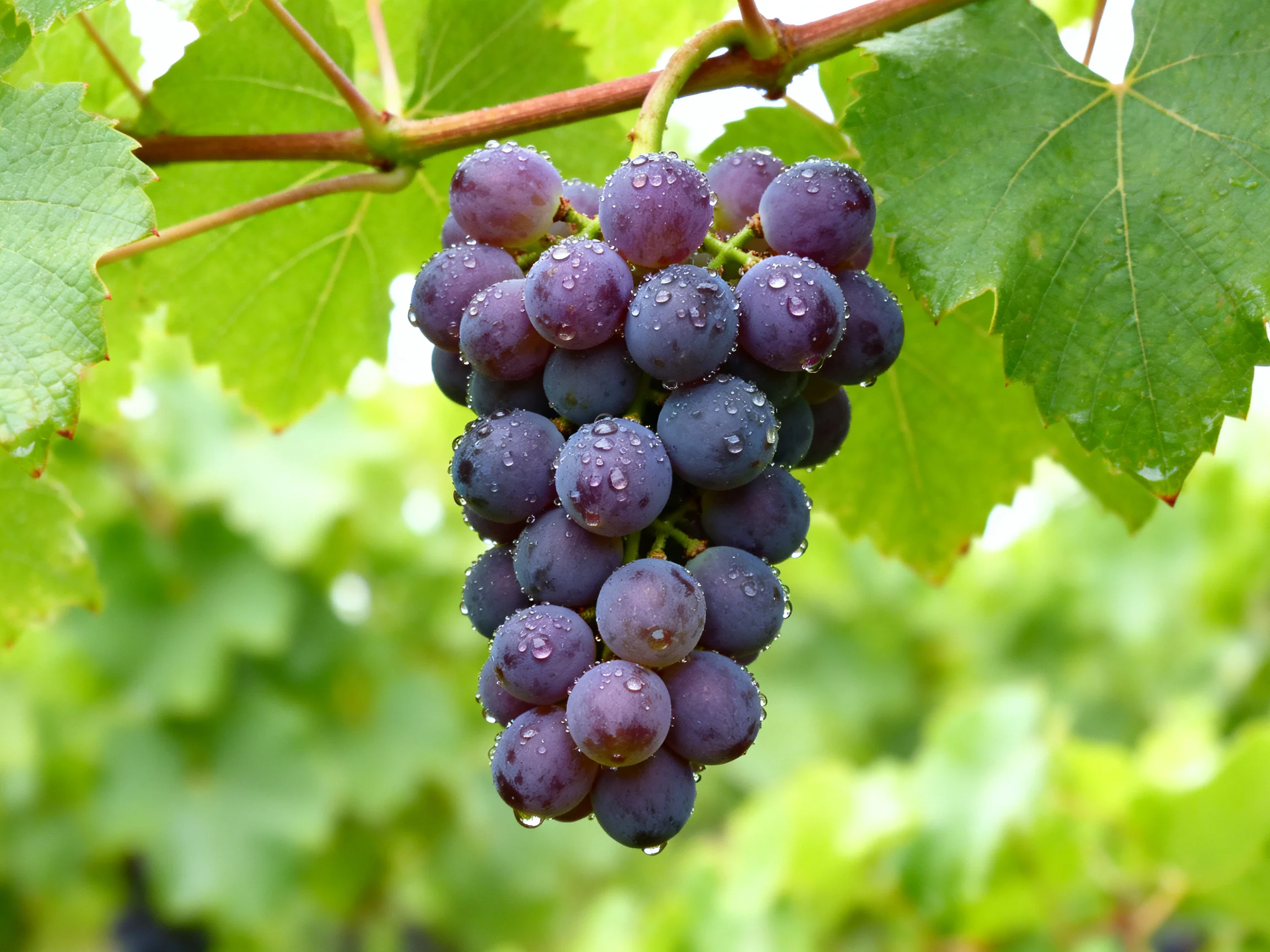 A cluster of plump purple grapes with dewdrops hanging from a vine