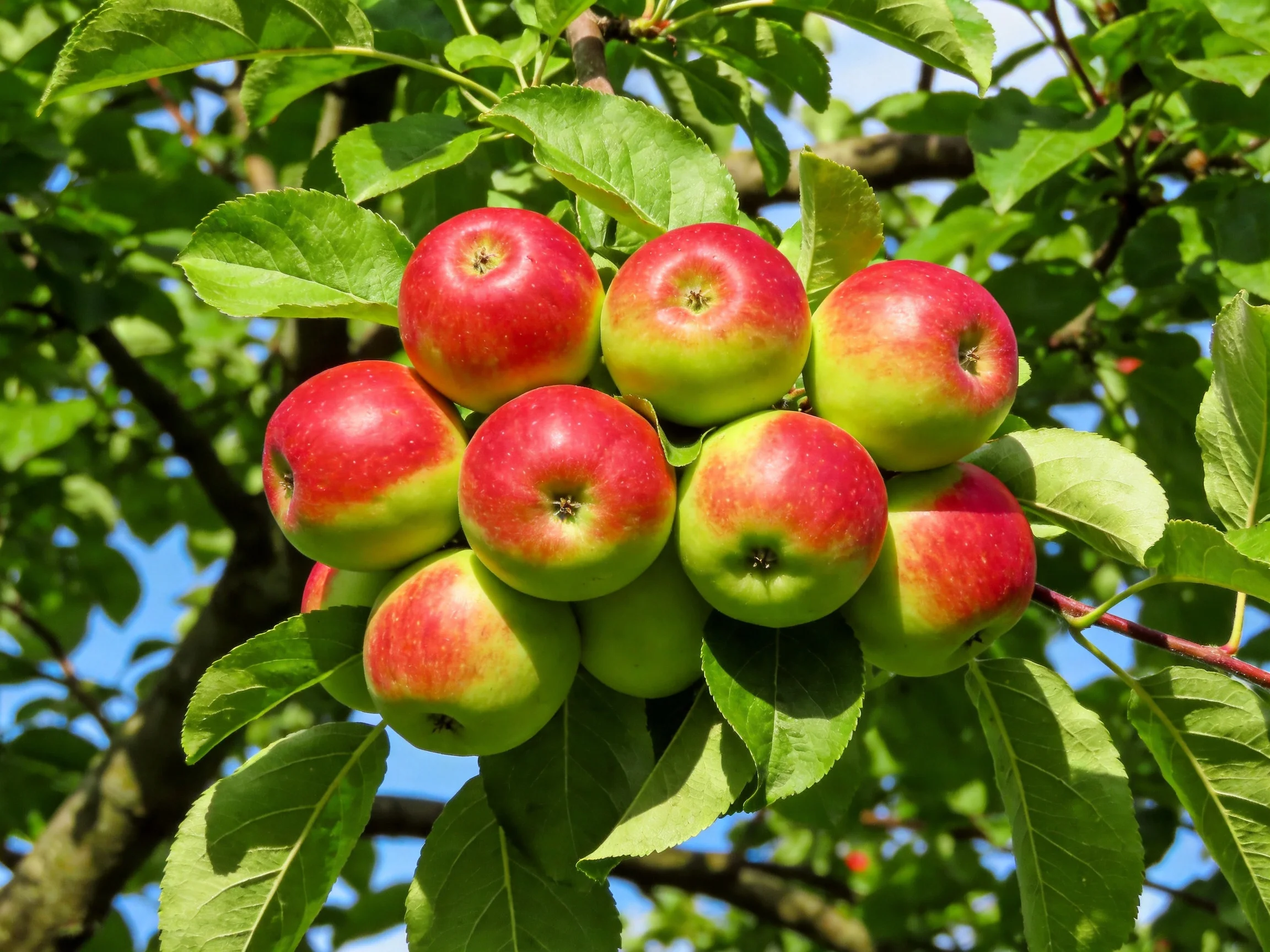 A cluster of red and green apples hangs from a leafy apple tree.