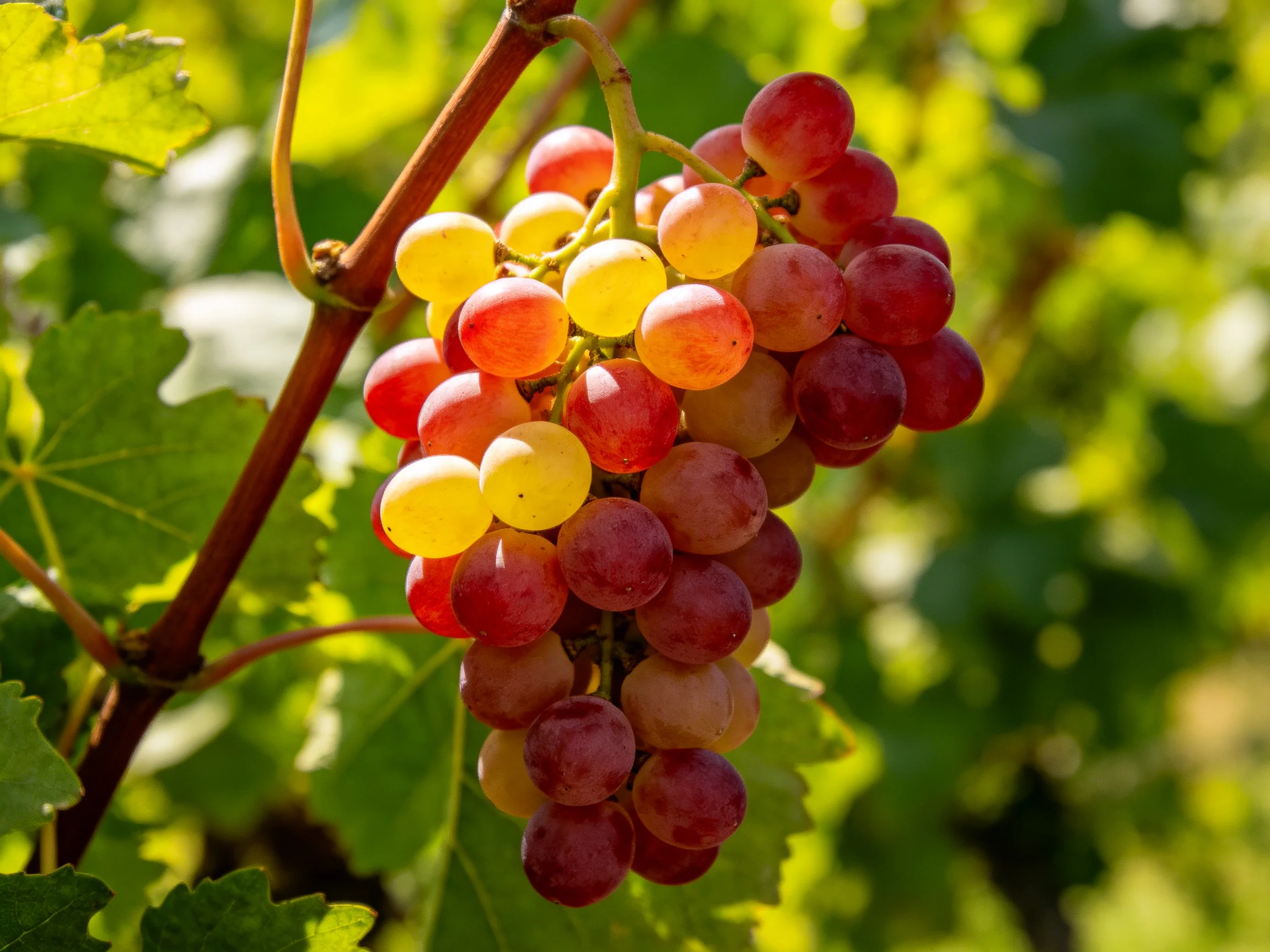A cluster of red and yellow grapes hangs from a vine amid green foliage.