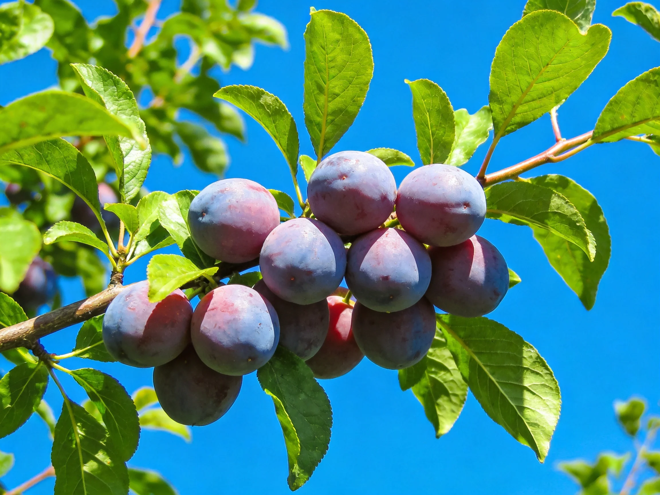 A cluster of ripe purple plums hangs from a leafy branch against a clear blue sky