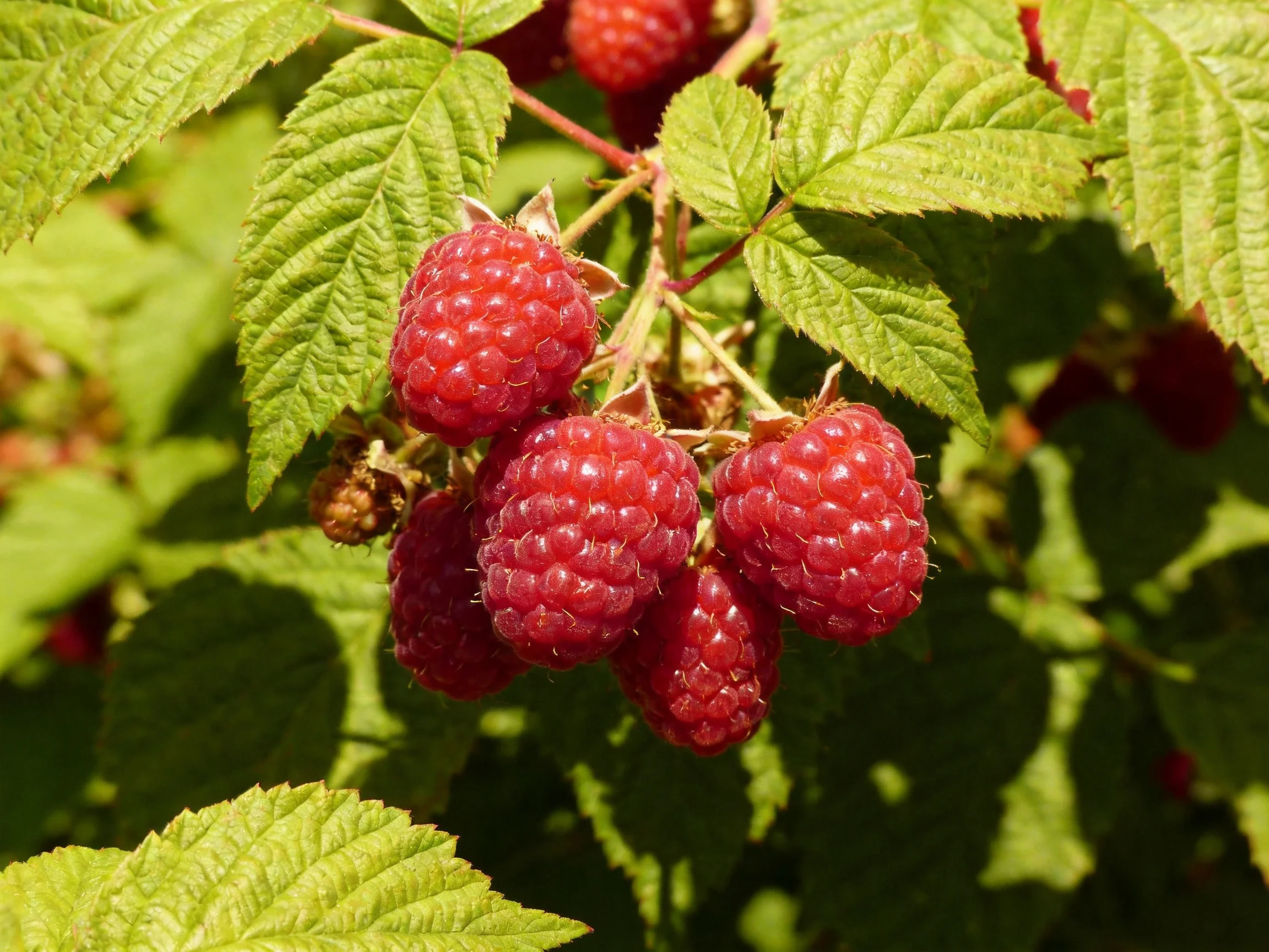 A cluster of ripe red raspberries among vibrant green foliage