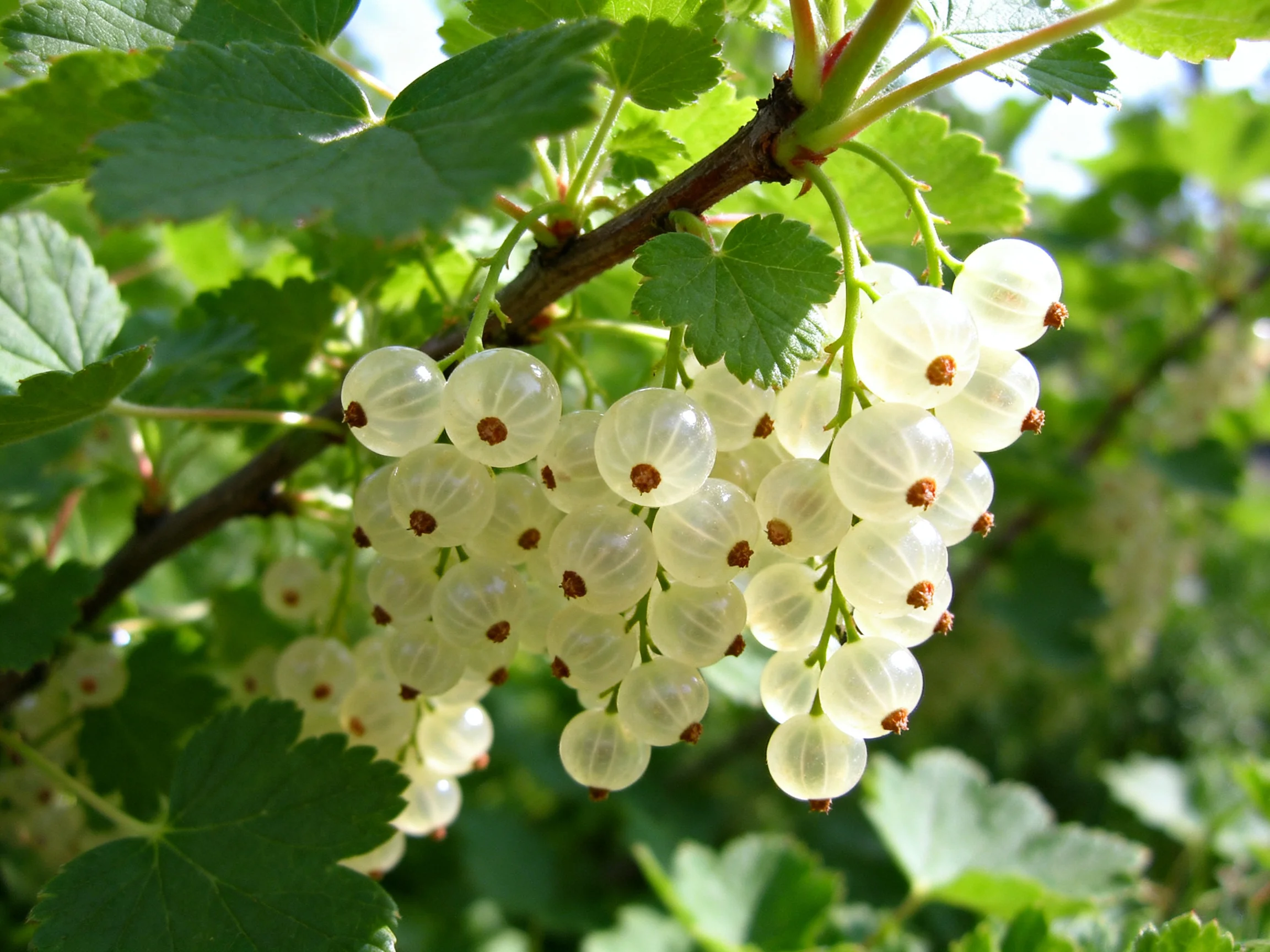 A cluster of translucent white berries hangs from a branch amid lush green foliage
