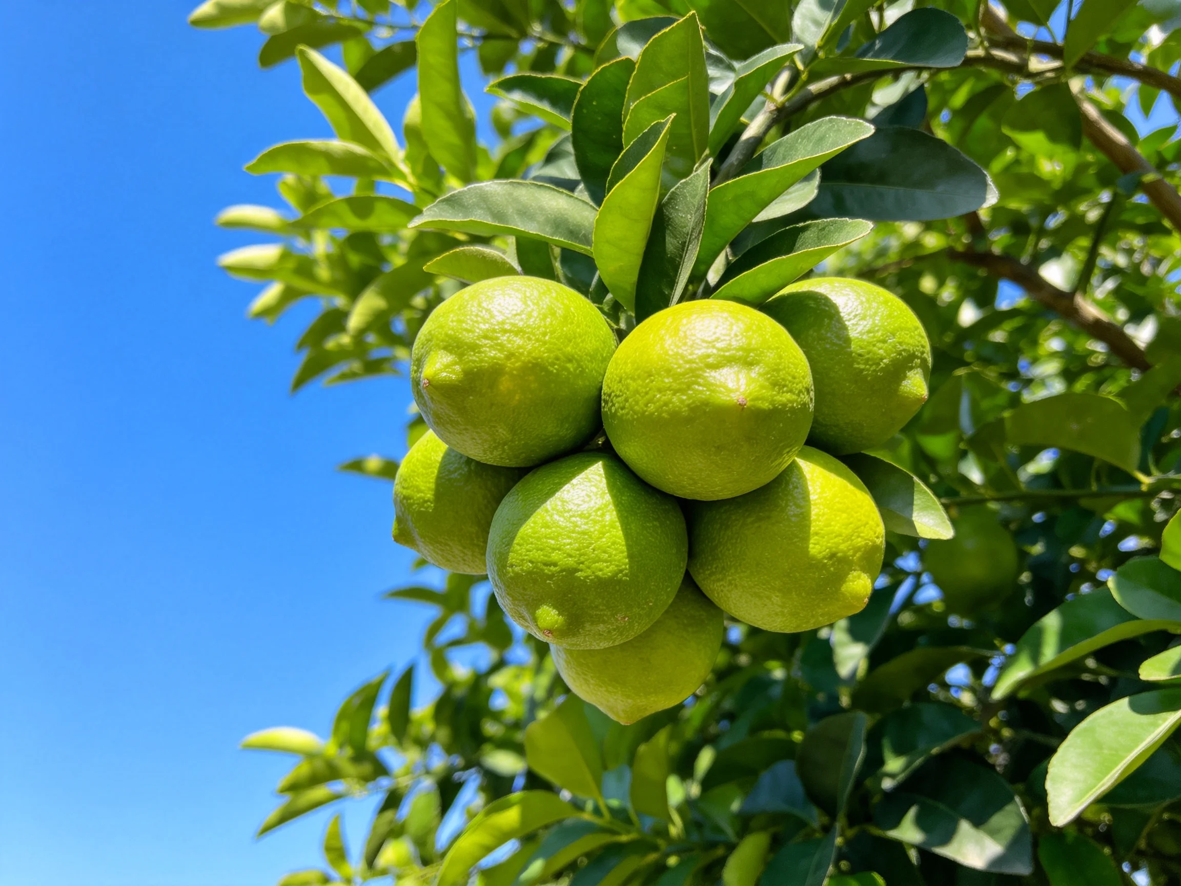 A cluster of unripe green limes grows on a leafy citrus tree beneath a clear blue sky