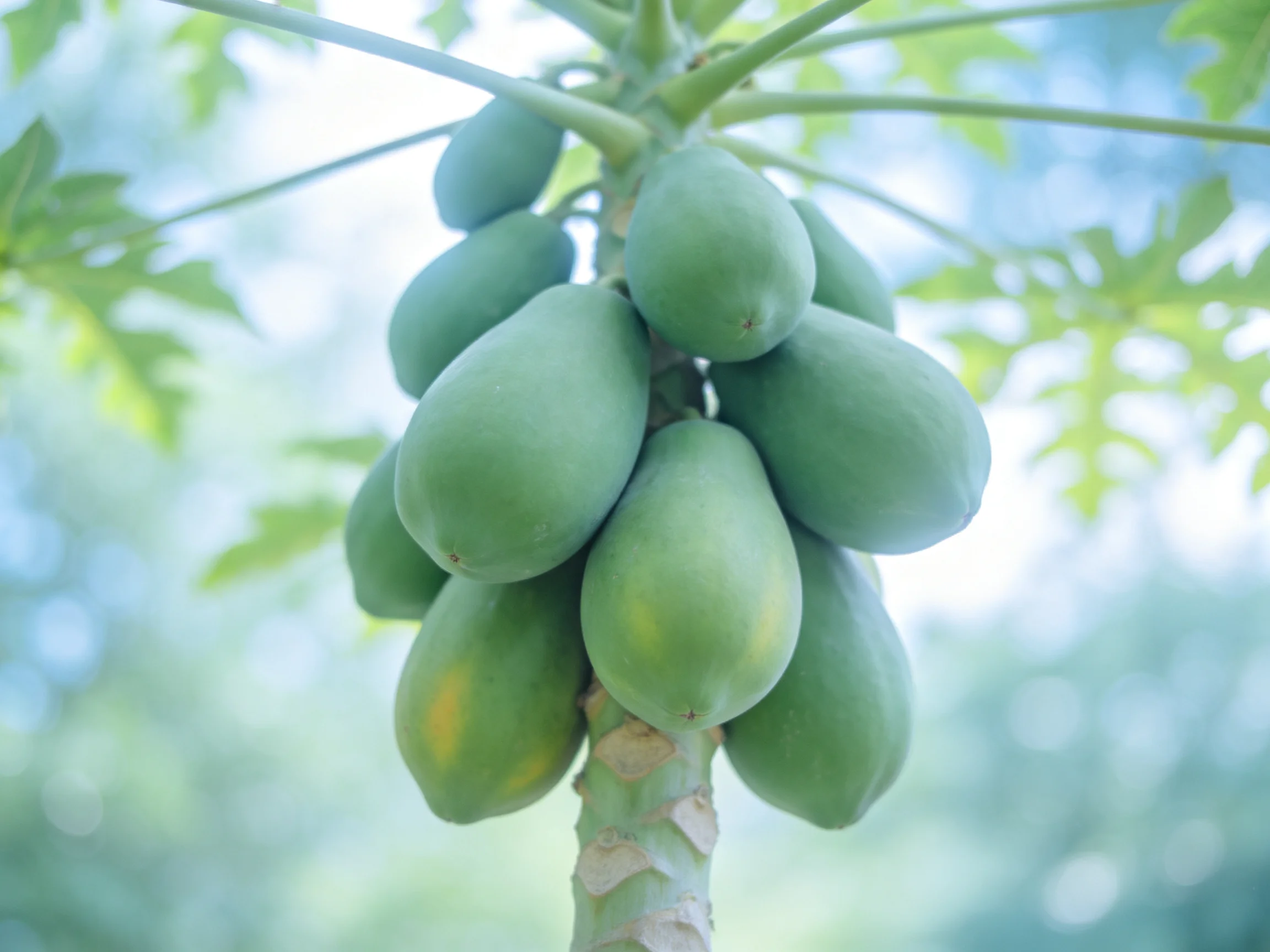 A cluster of unripe green papayas hangs from a tree