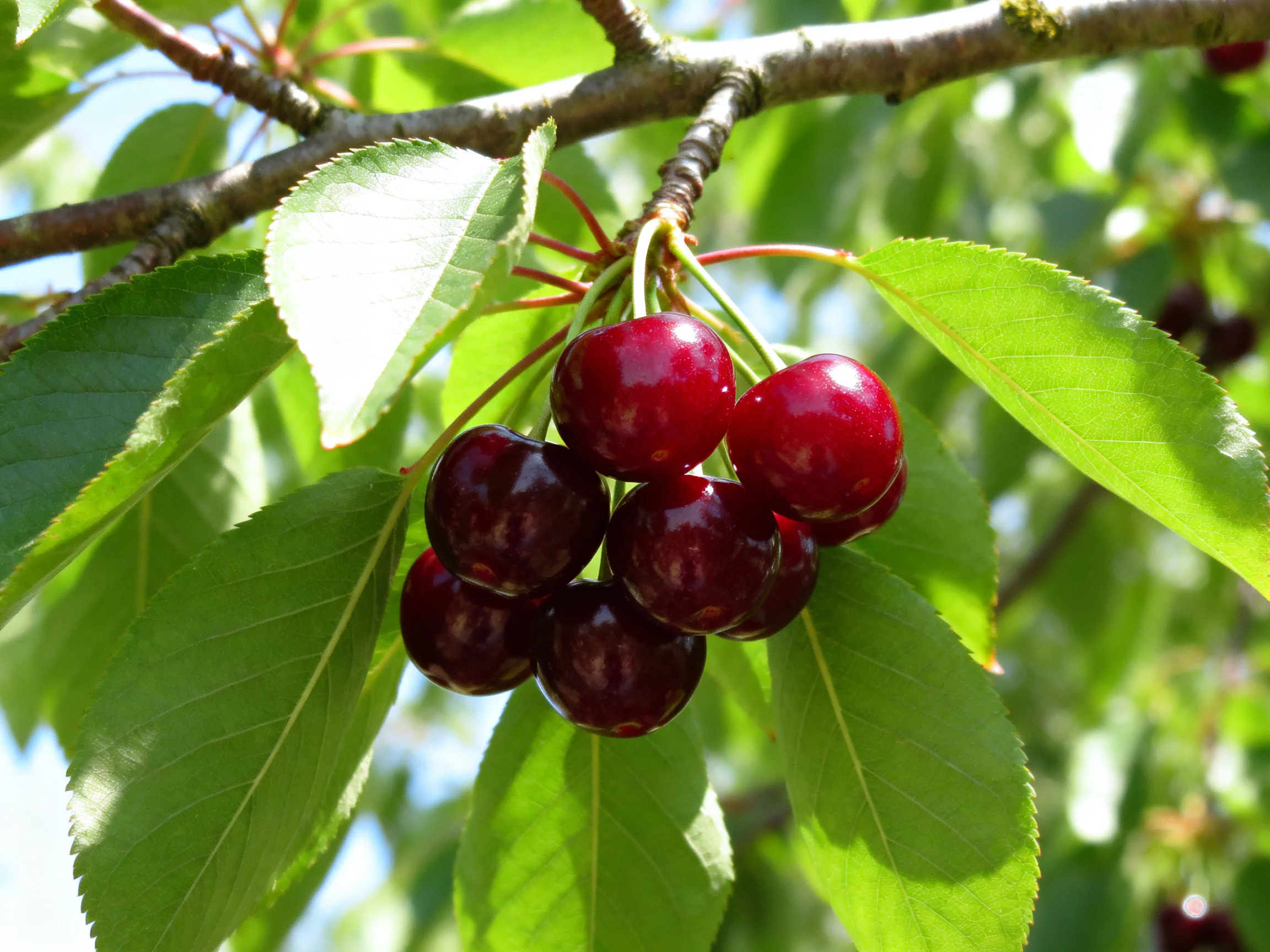 A cluster of vibrant cherries hangs from a tree branch amid lush green leaves