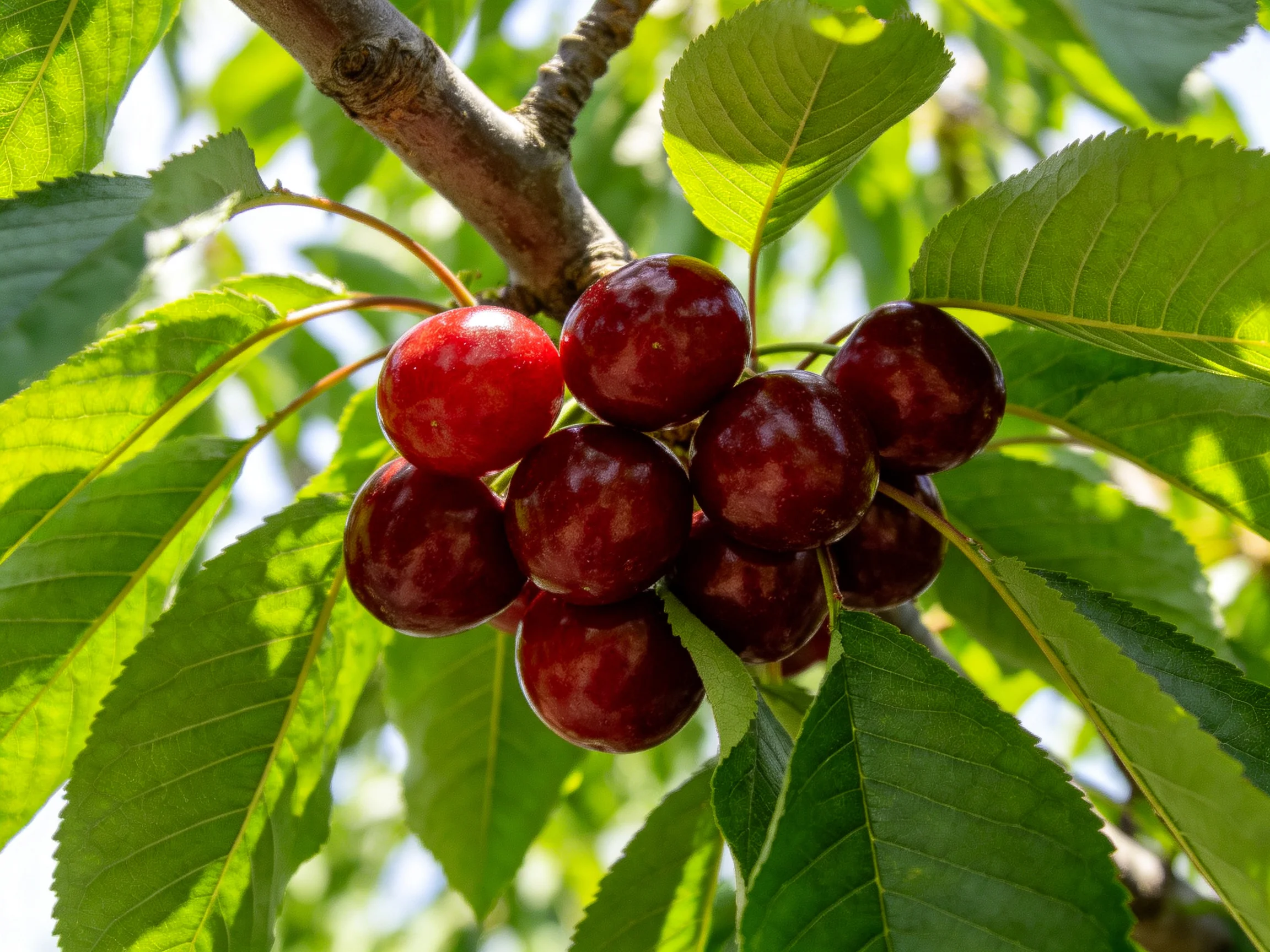 A cluster of vibrant cherries hangs from a tree branch