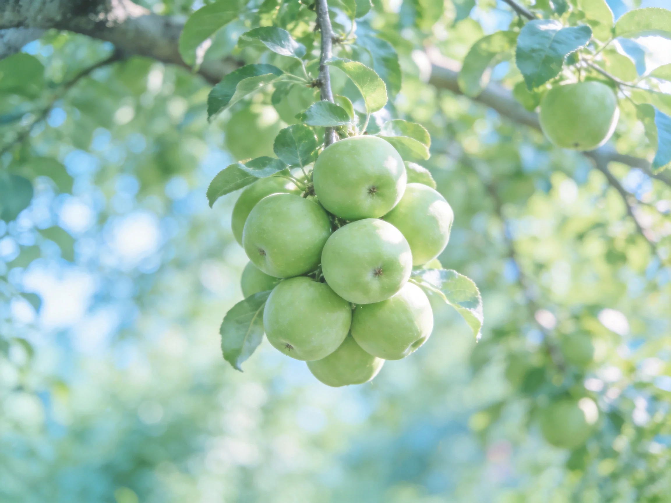 A cluster of vibrant green apples hangs from a sunlit apple tree branch