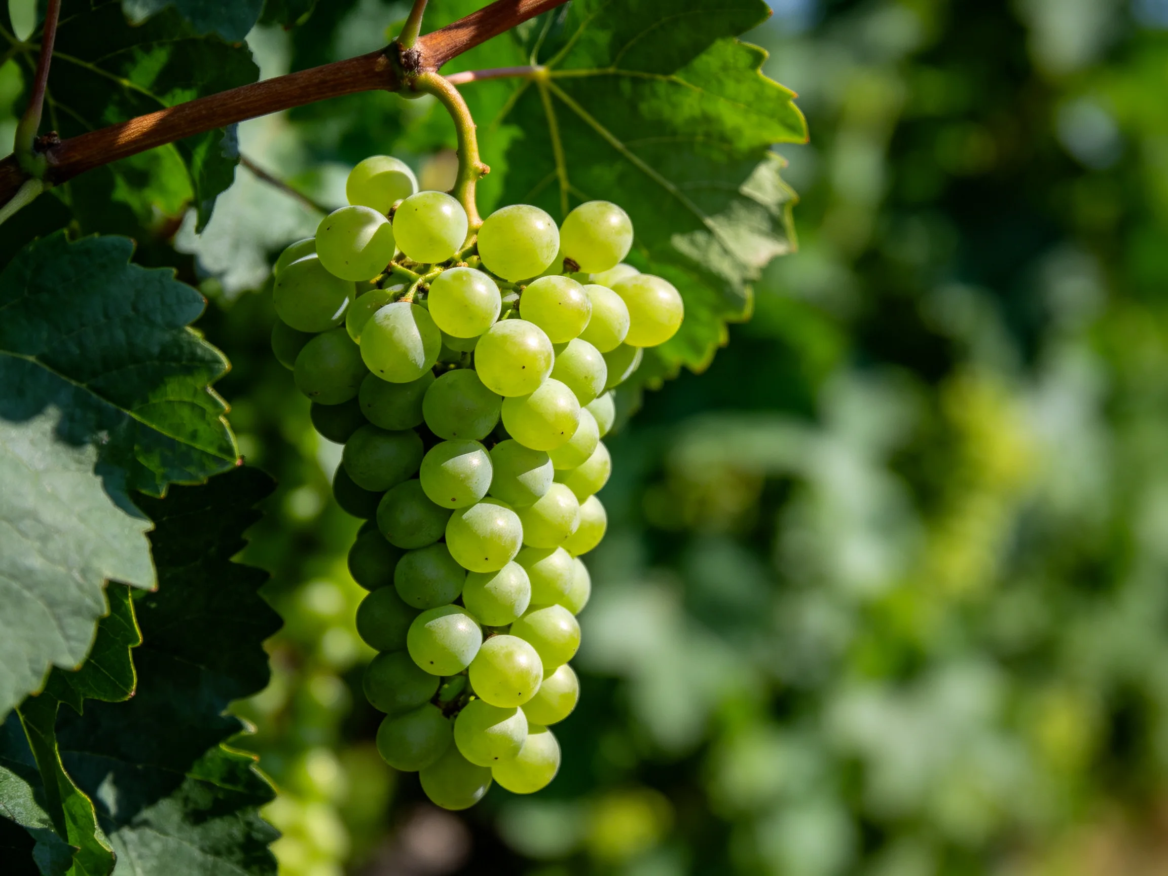 A cluster of vibrant green grapes hanging from a vine