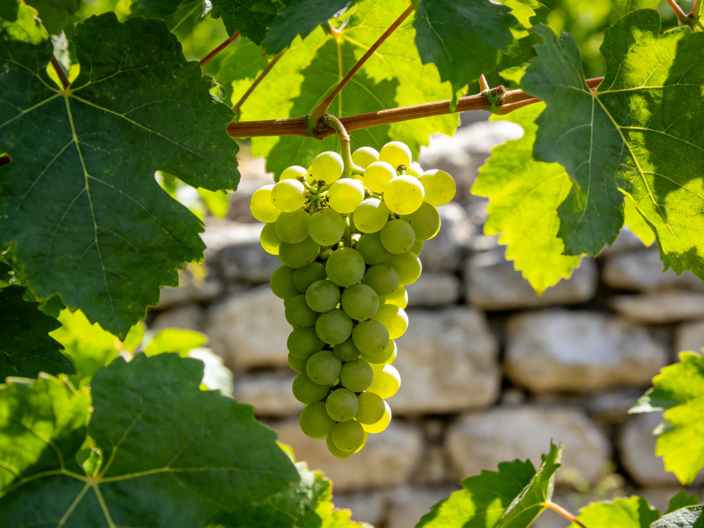 A cluster of vibrant green grapes hangs from a vine beside a stone wall