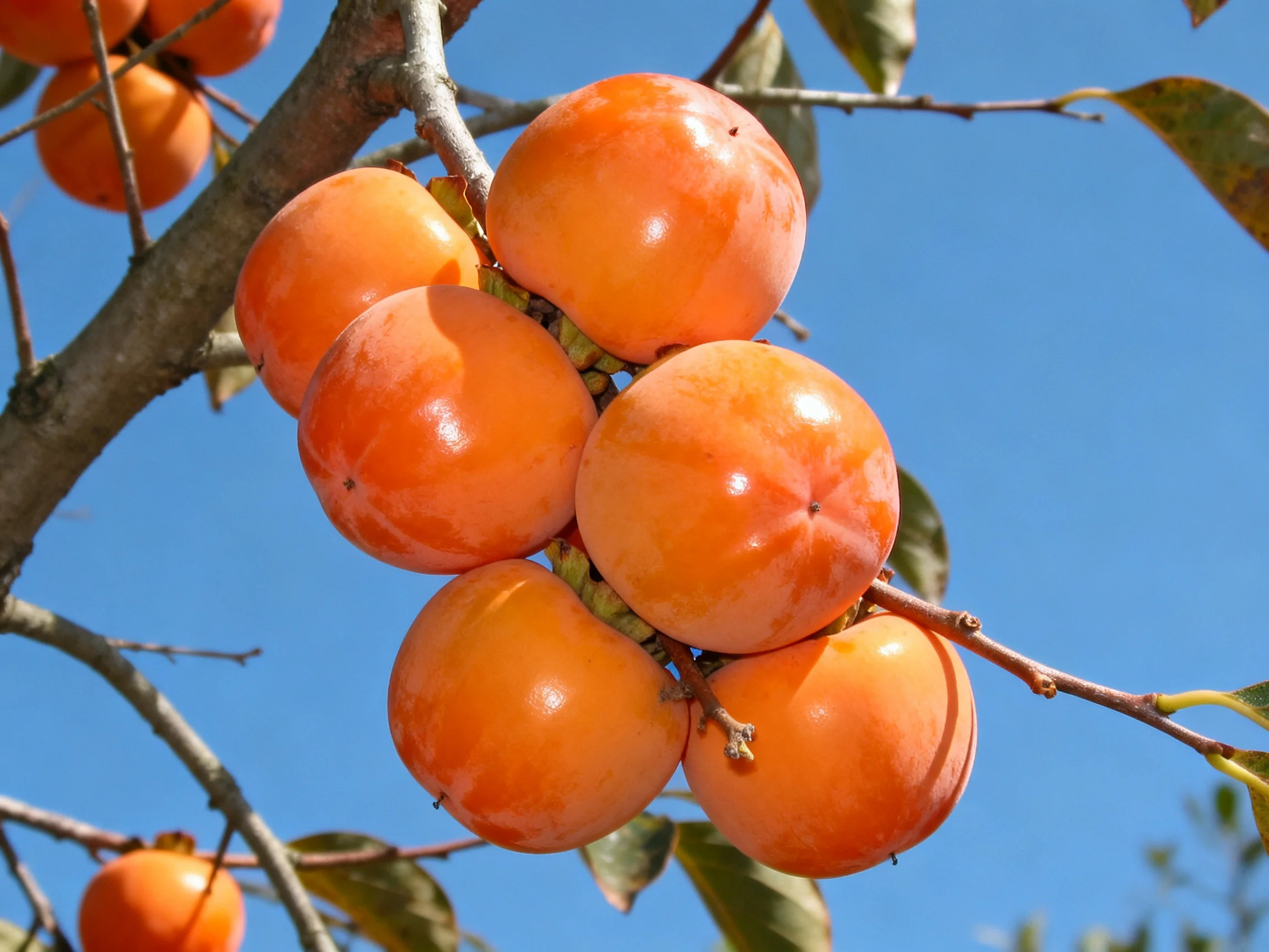 A cluster of vibrant orange persimmons hangs from a tree branch