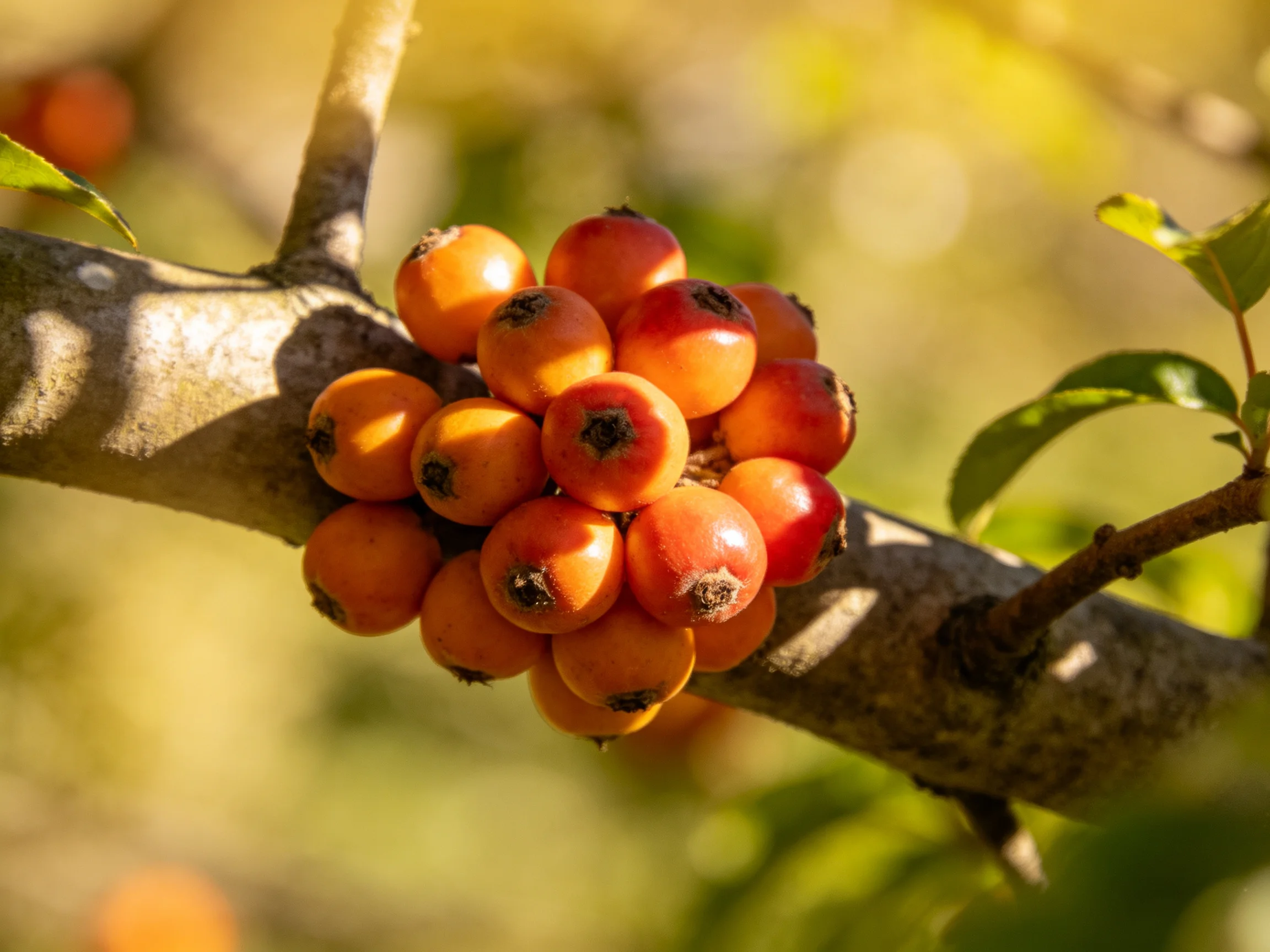 A cluster of vibrant orange-red berries grows on a tree branch