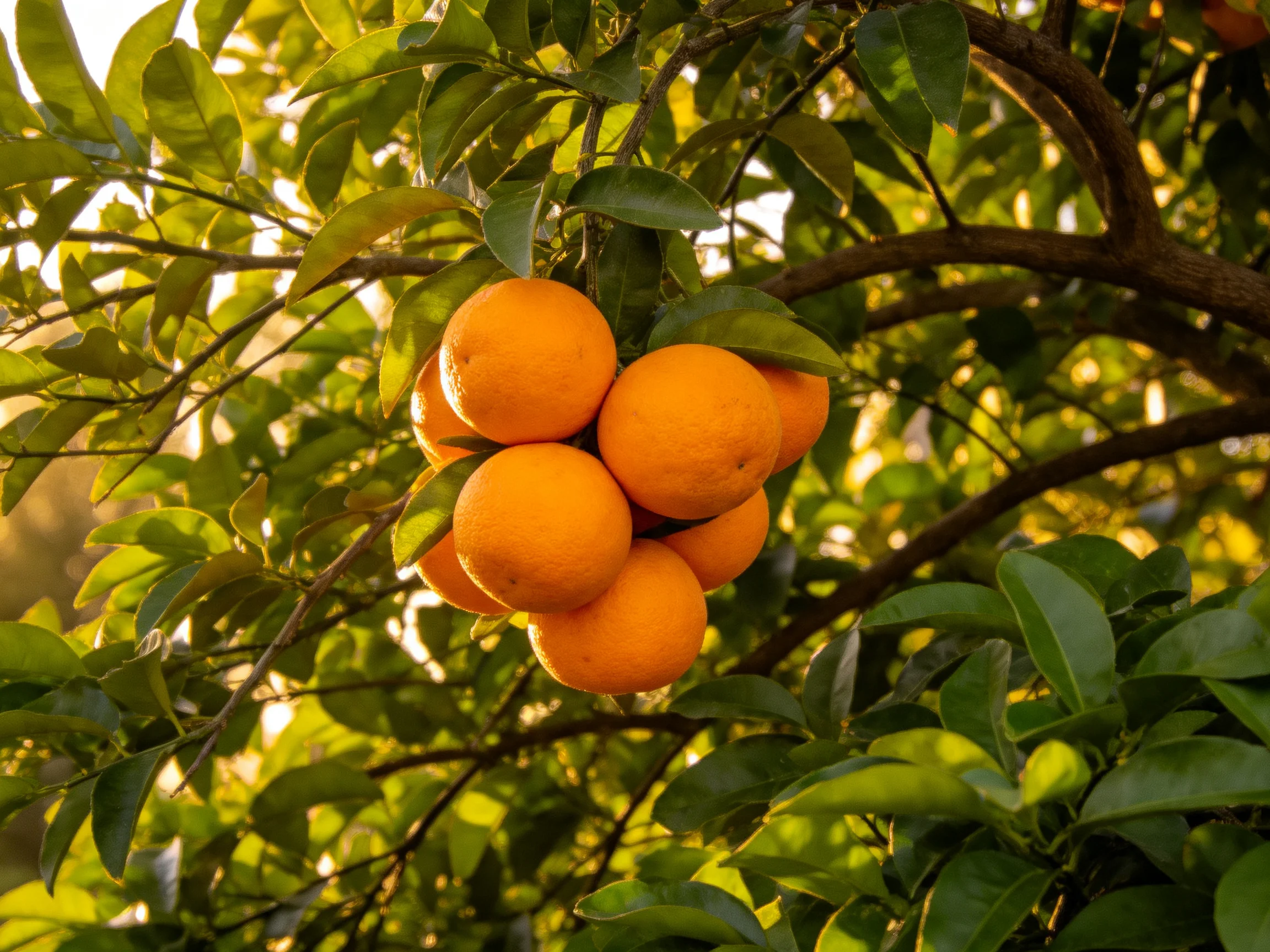 A cluster of vibrant oranges grows on a leafy citrus tree