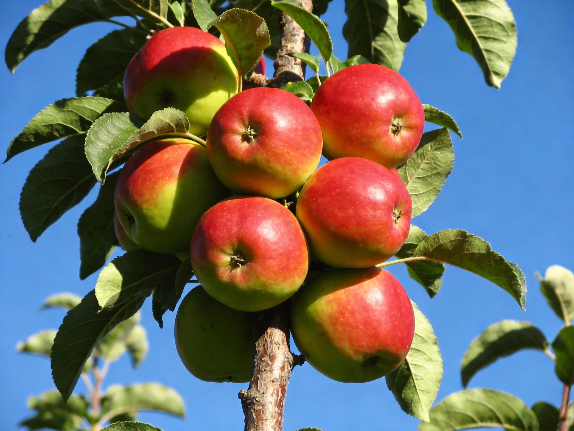 A cluster of vibrant red and green apples grows on a tree branch