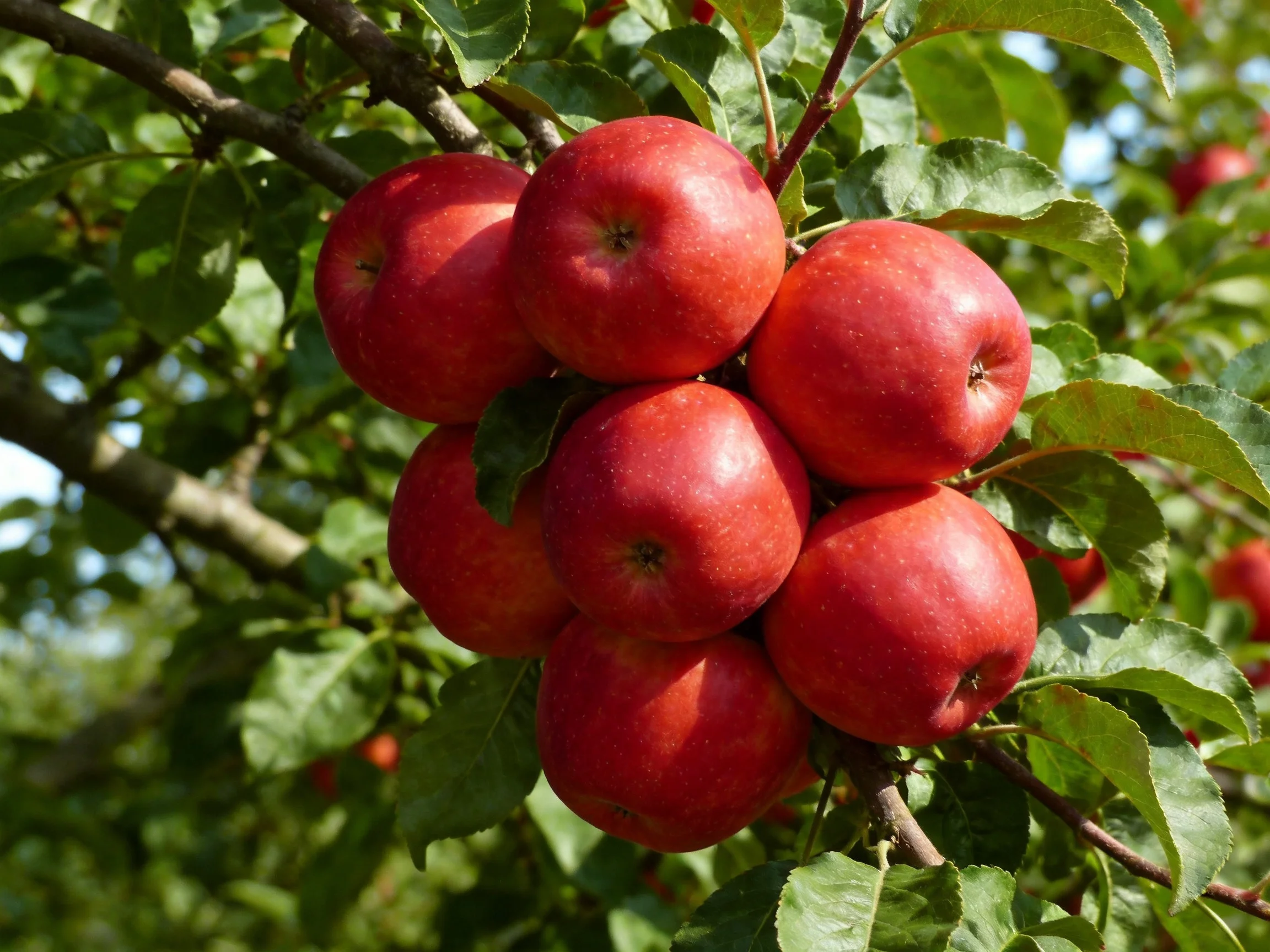 A cluster of vibrant red apples hangs from a leafy apple tree branch