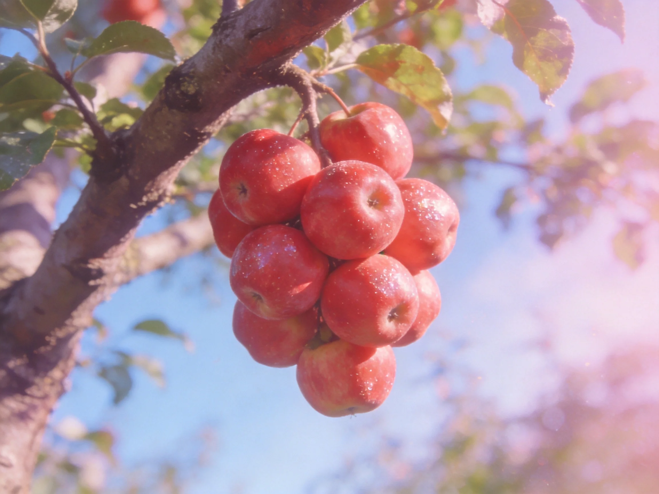 A cluster of vibrant red apples hangs from a tree branch