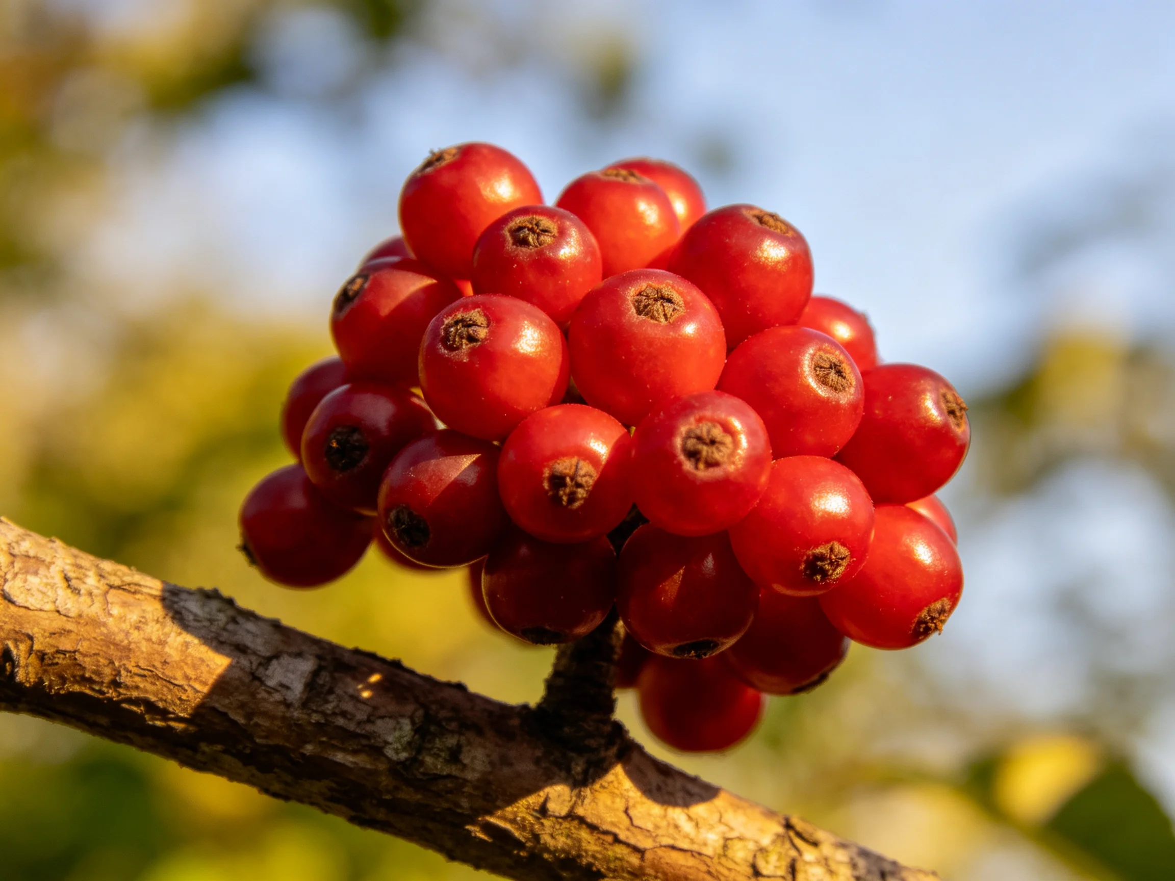 A cluster of vibrant red berries clustered on a brown tree branch