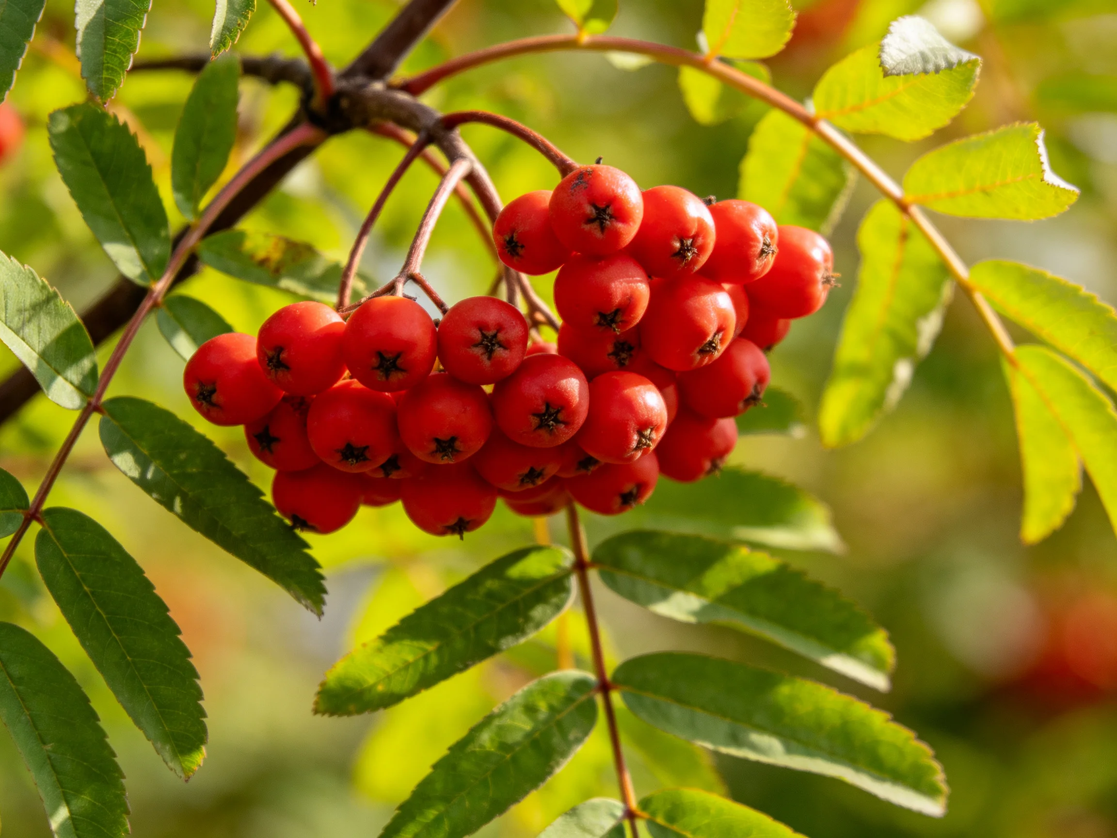 A cluster of vibrant red berries hangs among lush green foliage