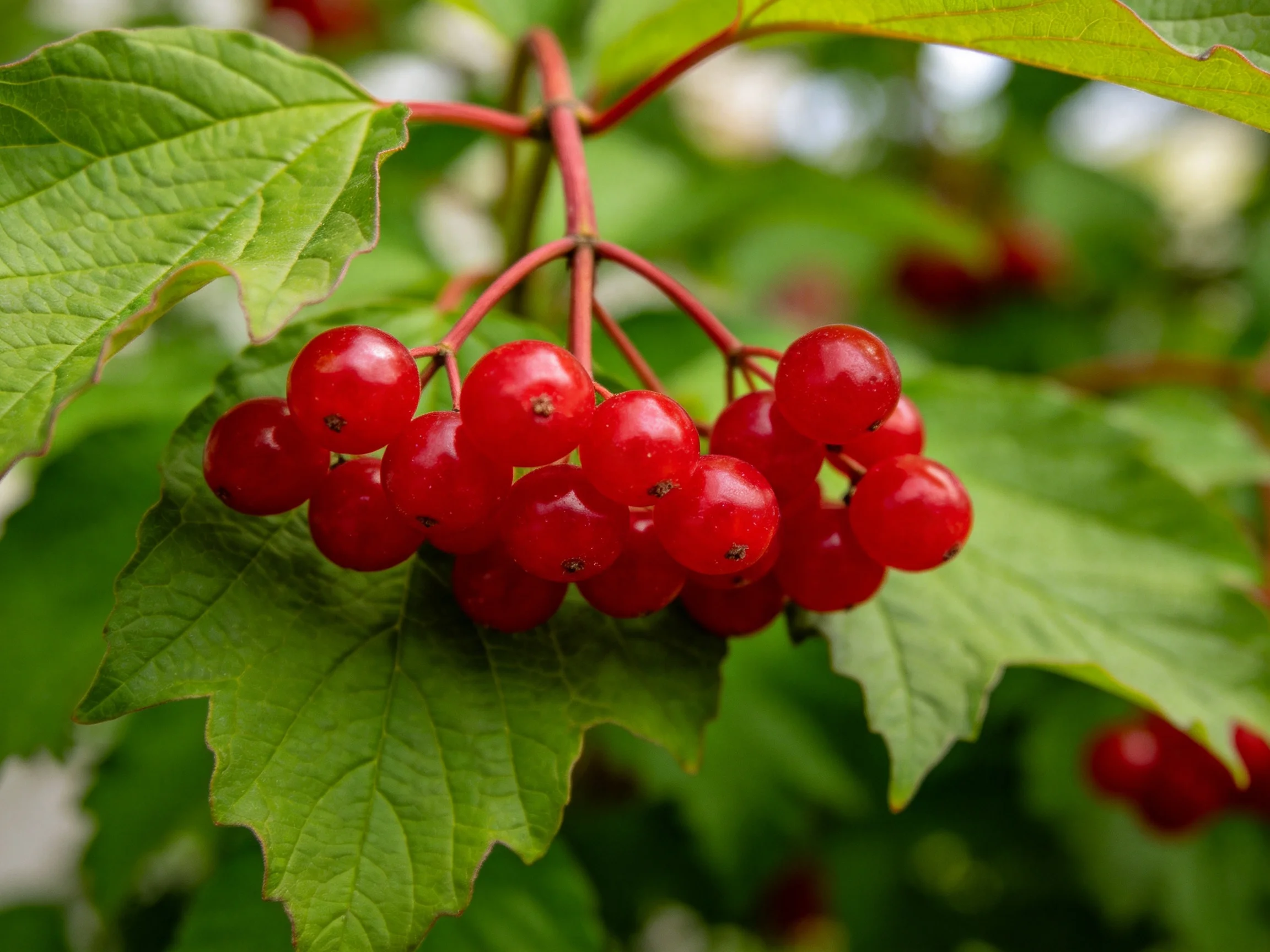 A cluster of vibrant red berries hangs among lush green foliage