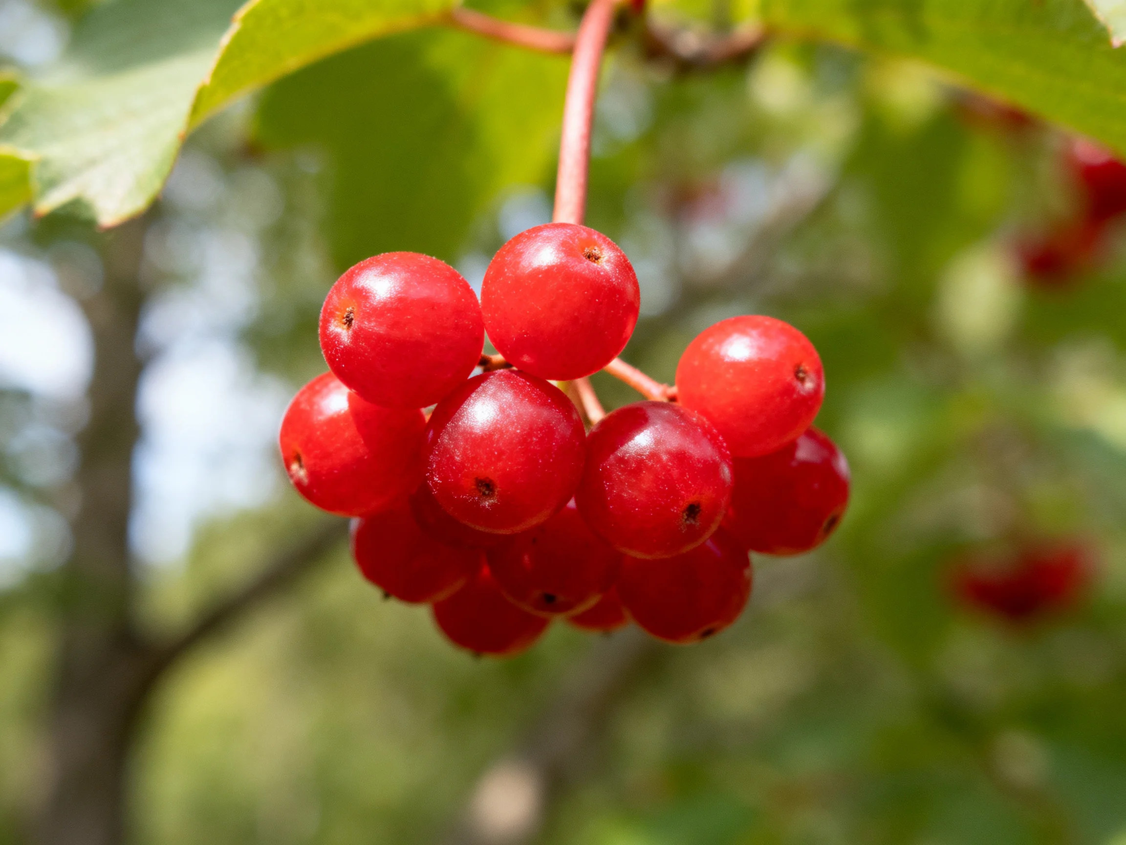 A cluster of vibrant red berries hangs from a leafy branch