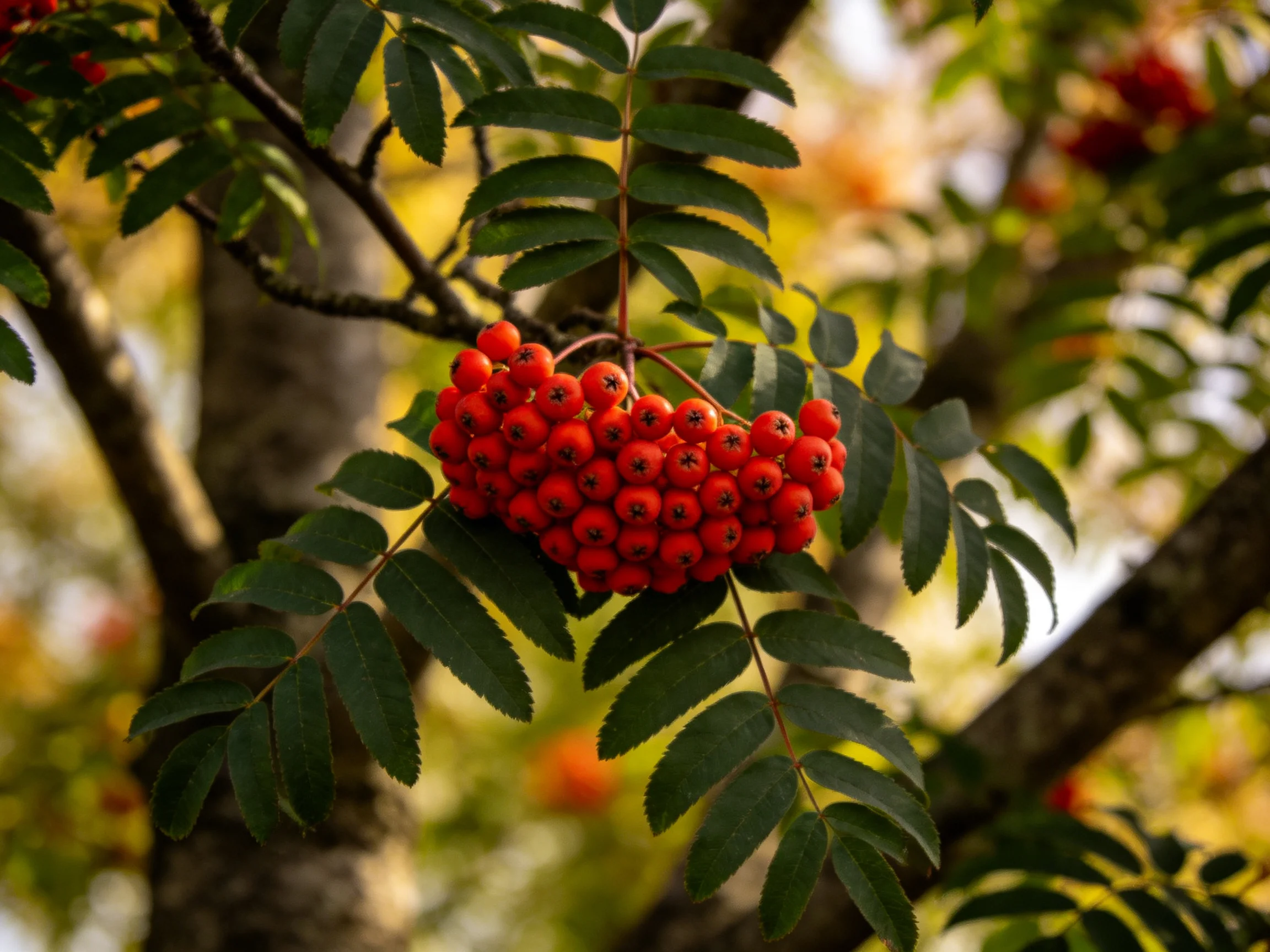 Bright red berries cluster amid dark green leaves on a tree
