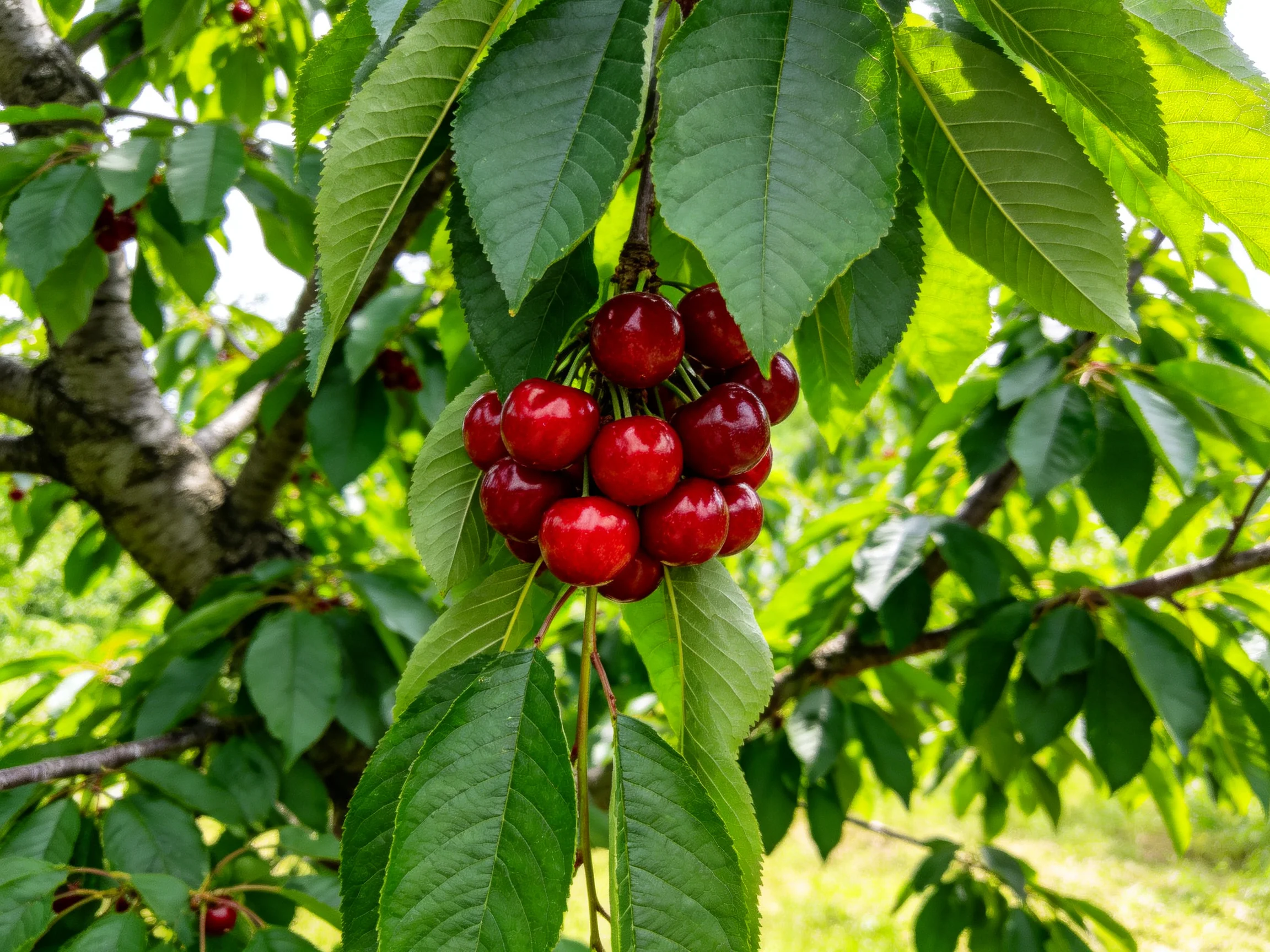 A cluster of vibrant red cherries hangs from a leafy tree branch