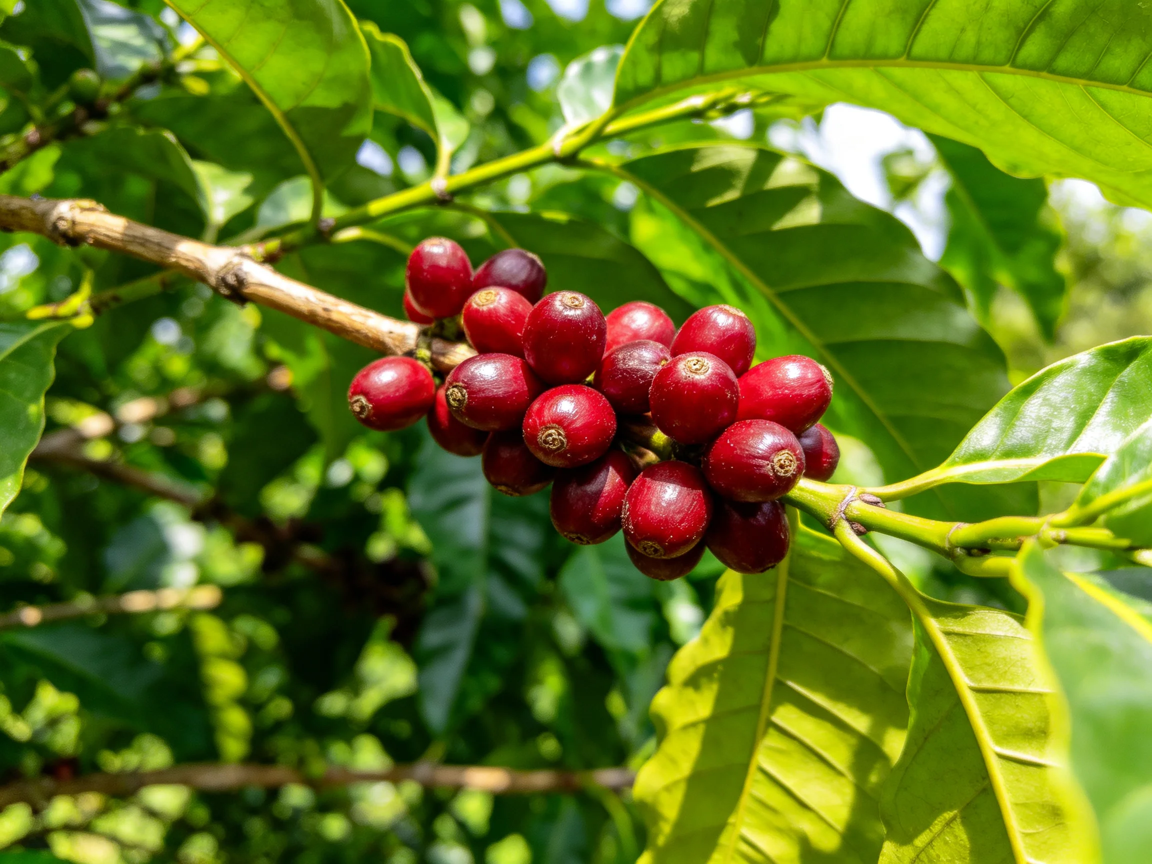 A cluster of vibrant red coffee cherries on a lush green branch
