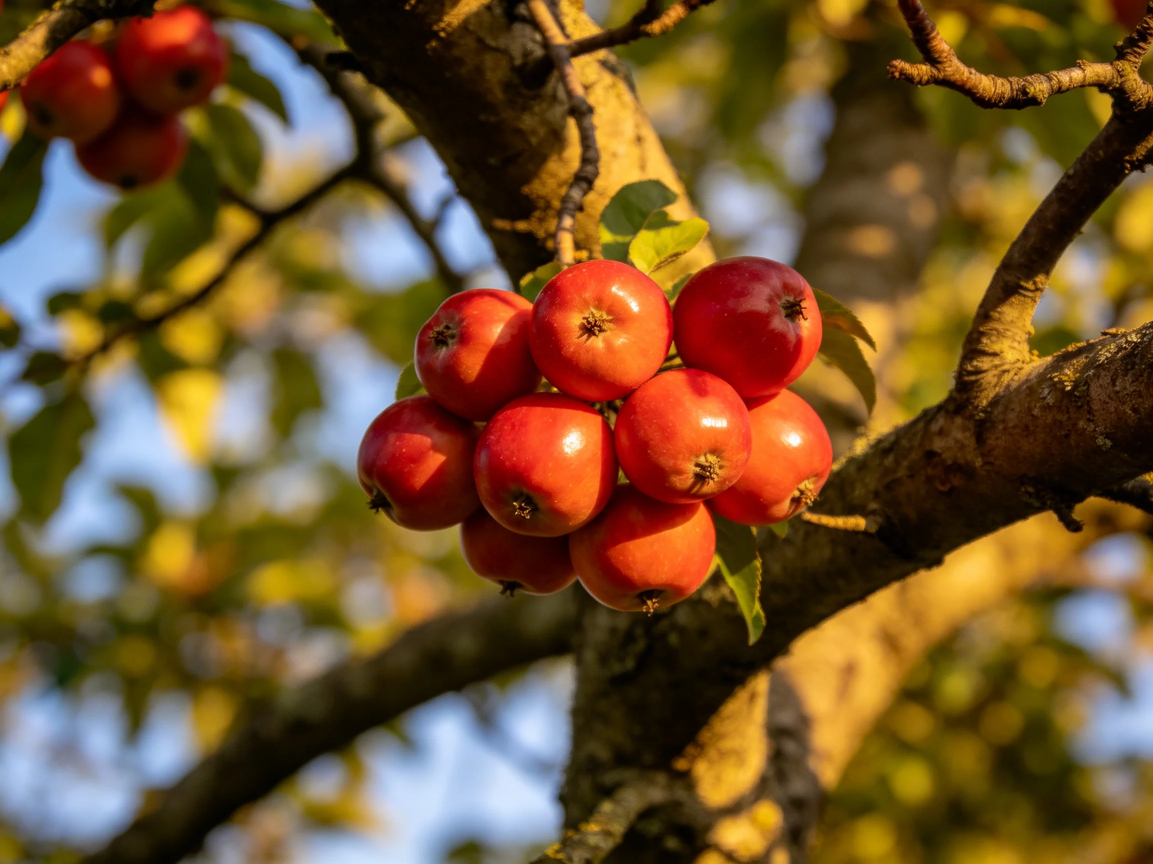 A cluster of vibrant red fruits hangs from a gnarled tree branch