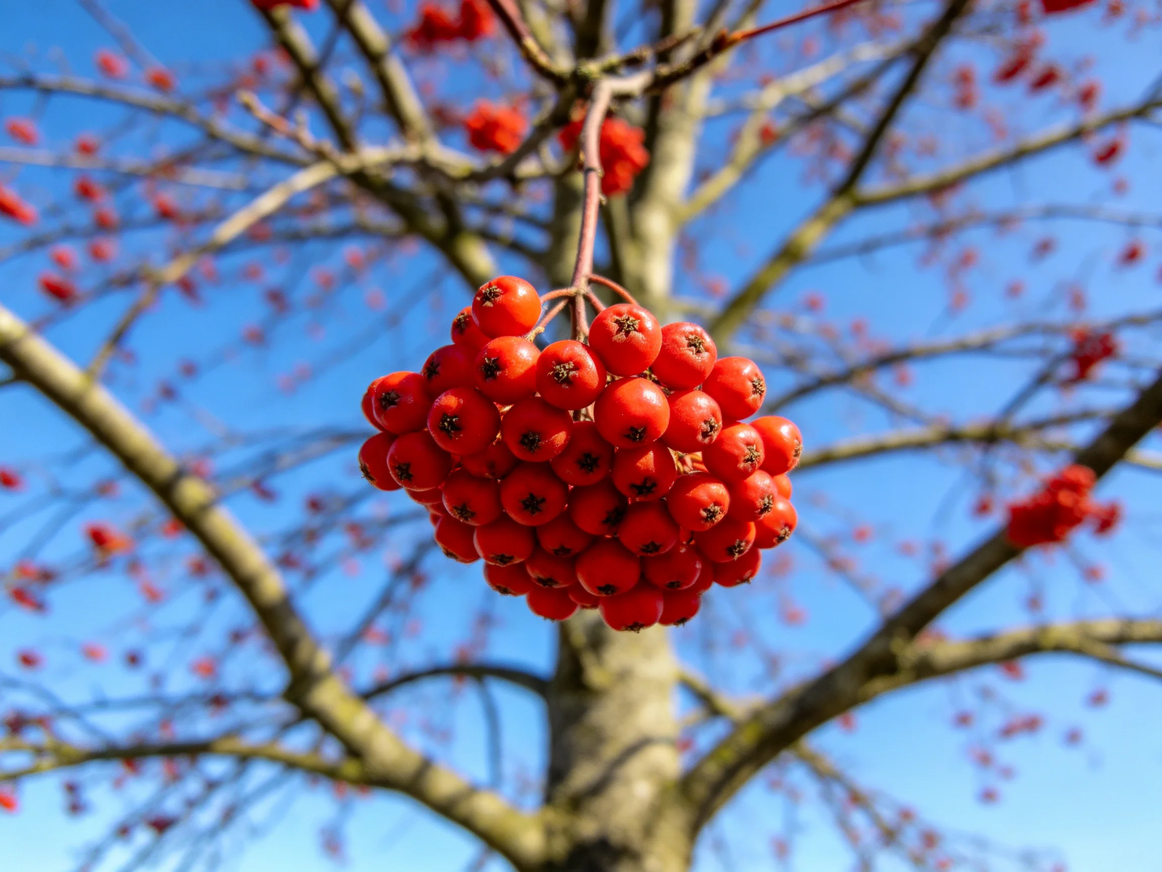 A cluster of vibrant redberries hangs from a tree against a clear blue sky