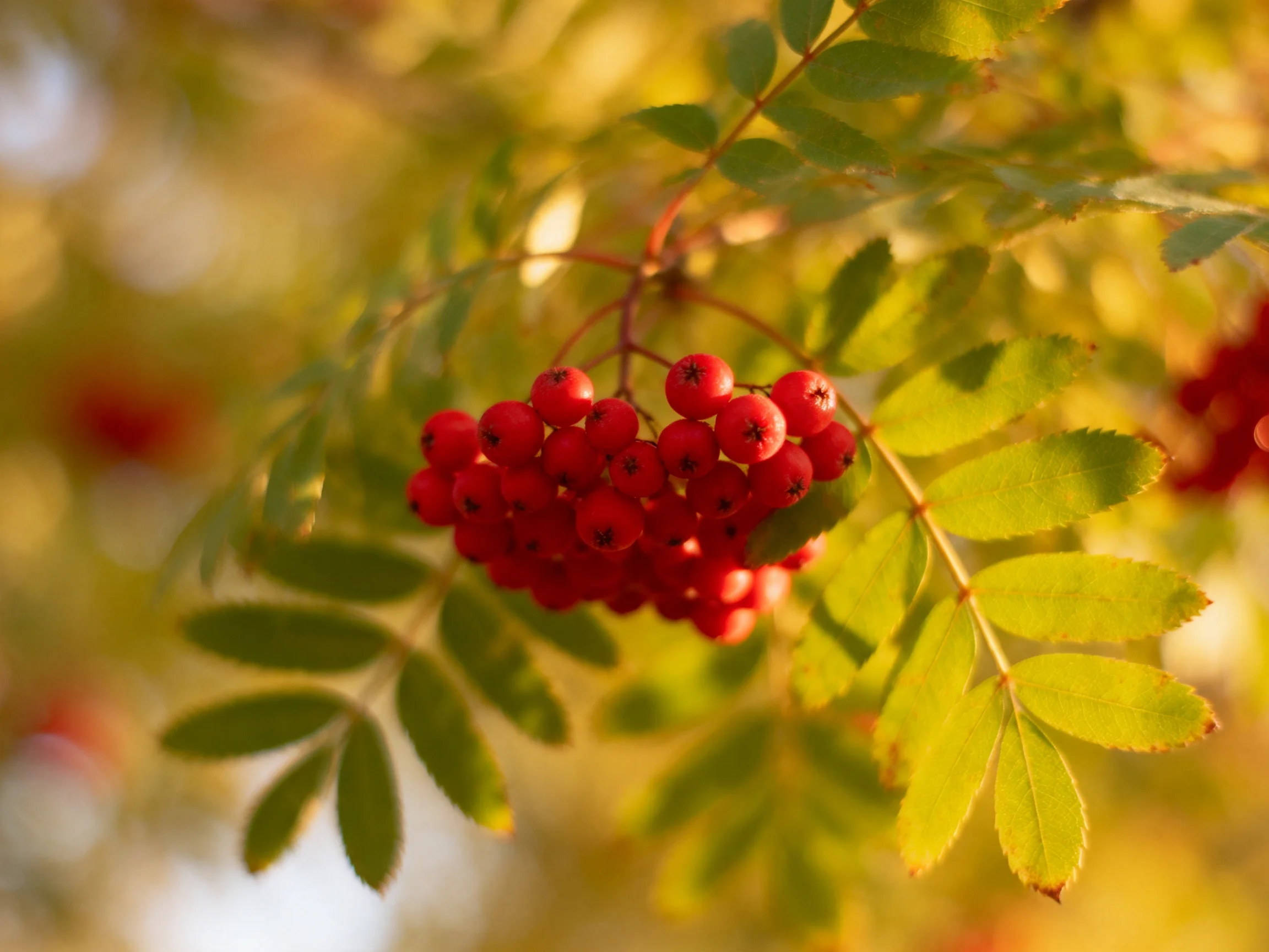 A cluster of vivid red berries amid sun-kissed green foliage