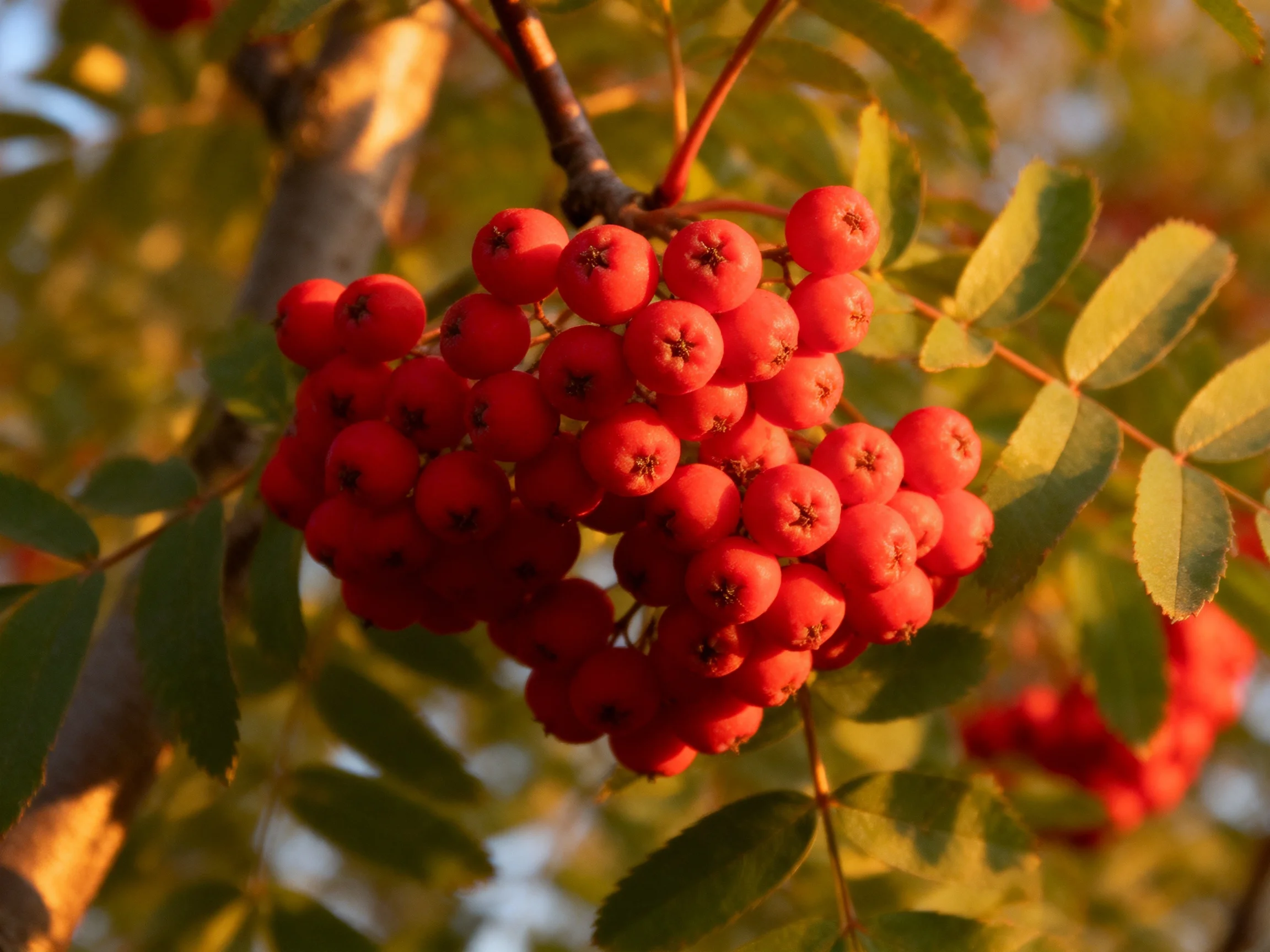A cluster of vivid red berries on a tree branch