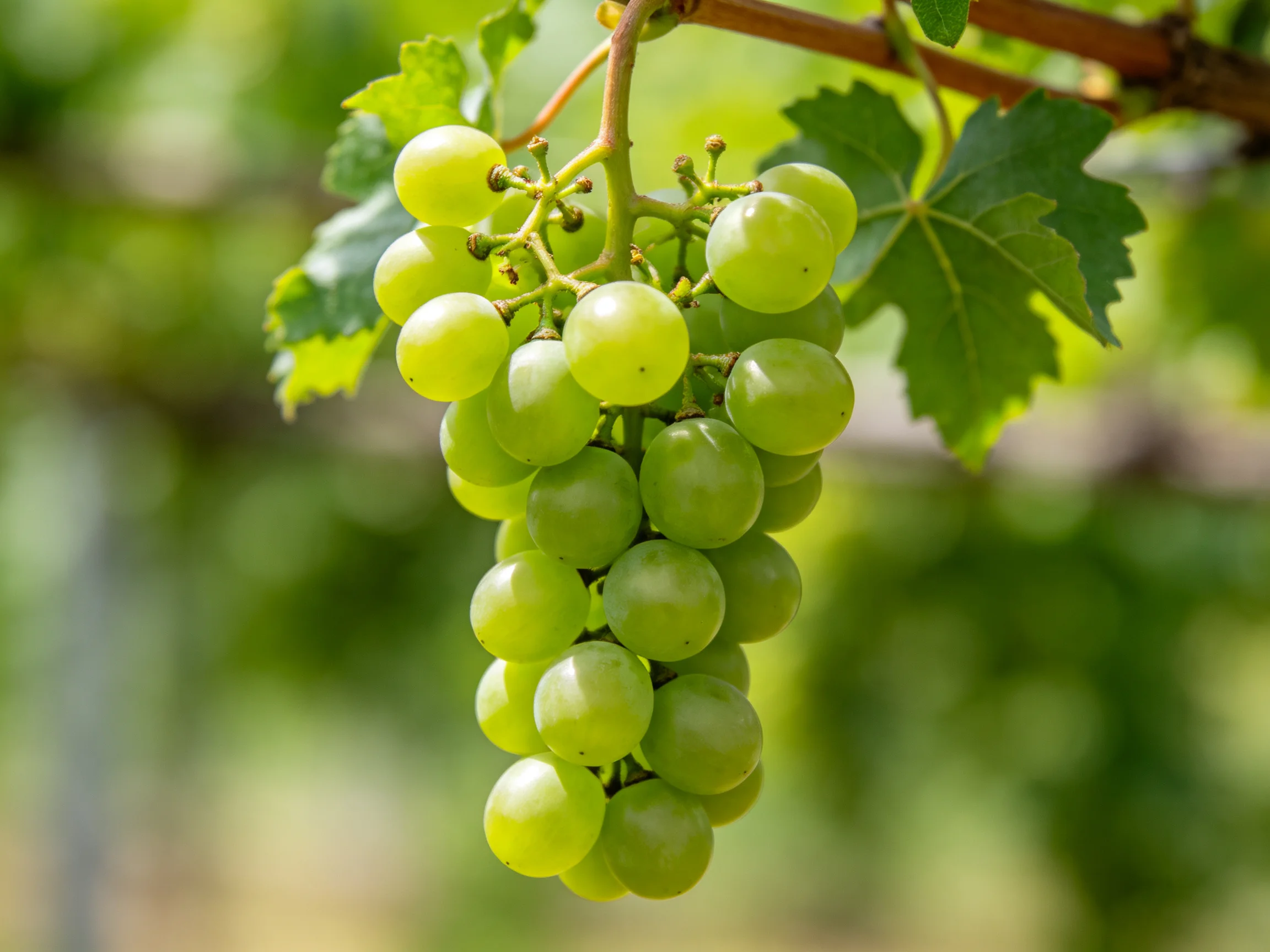 A dense cluster of bright green grapes on a vine