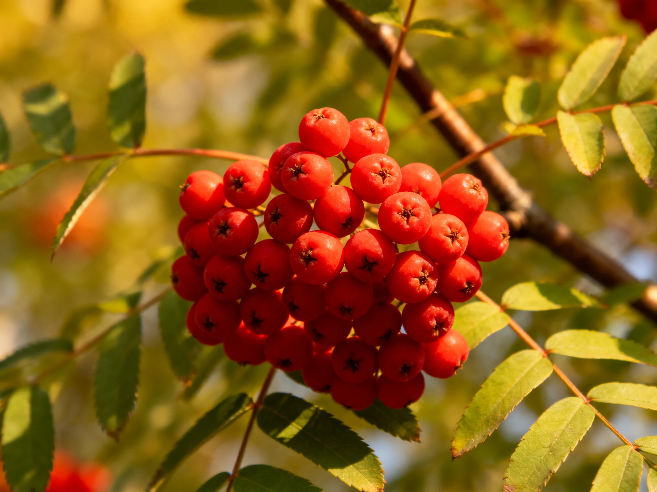 A dense cluster of bright red berries among green foliage
