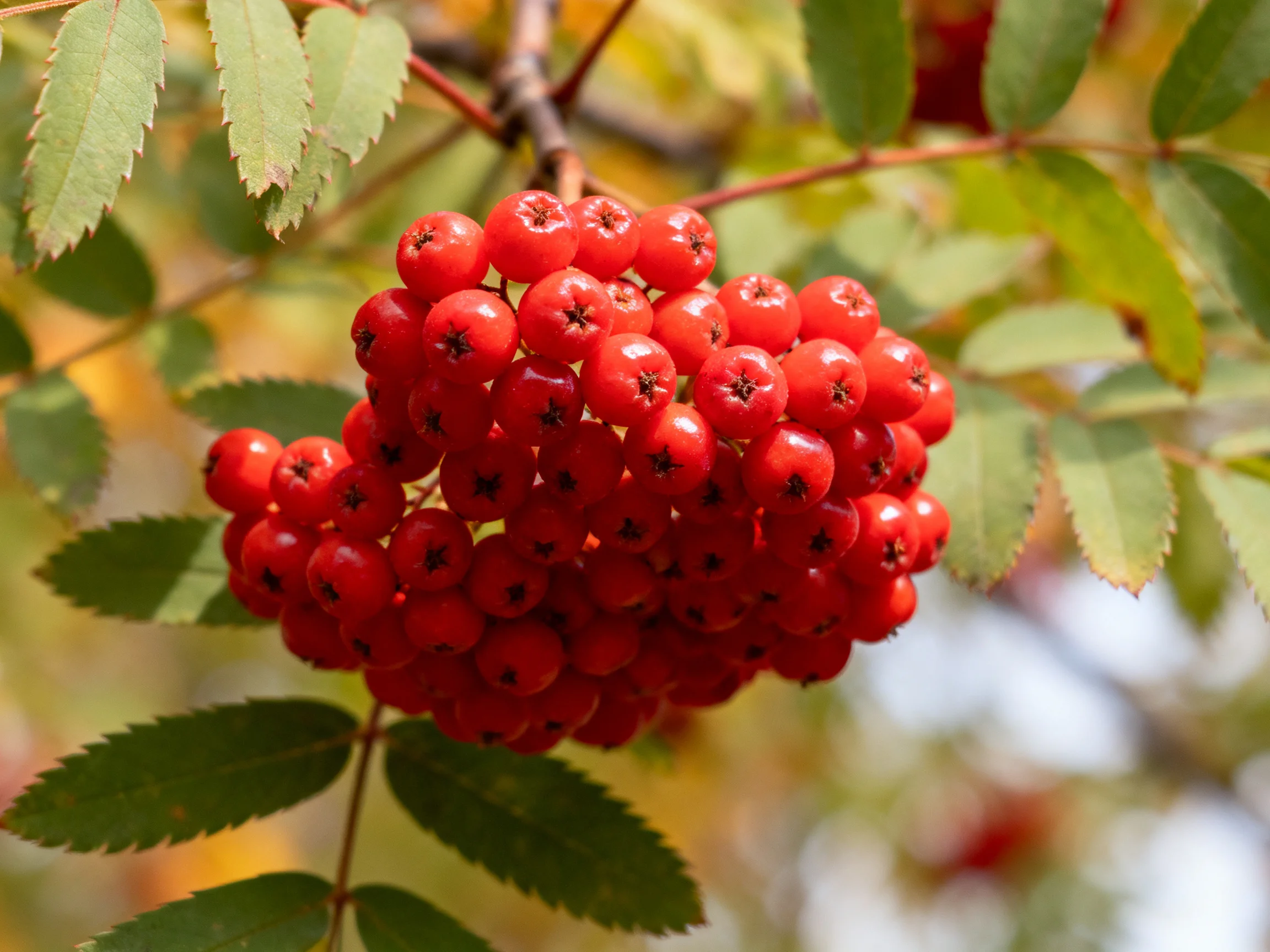 A dense cluster of bright red berries hangs from a leafy branch