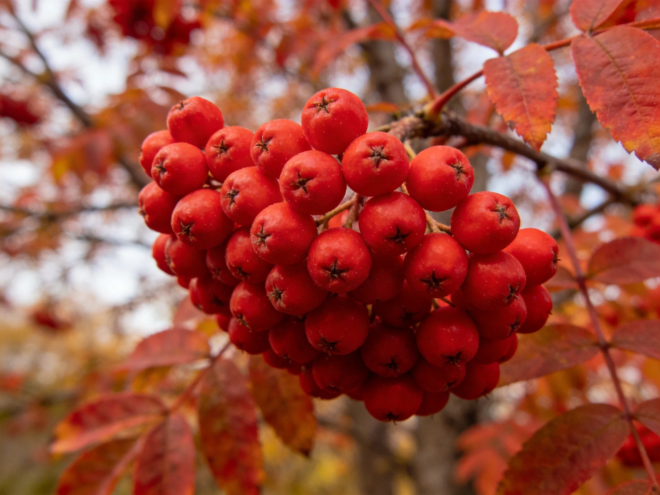 A dense cluster of bright red berries on an autumn tree