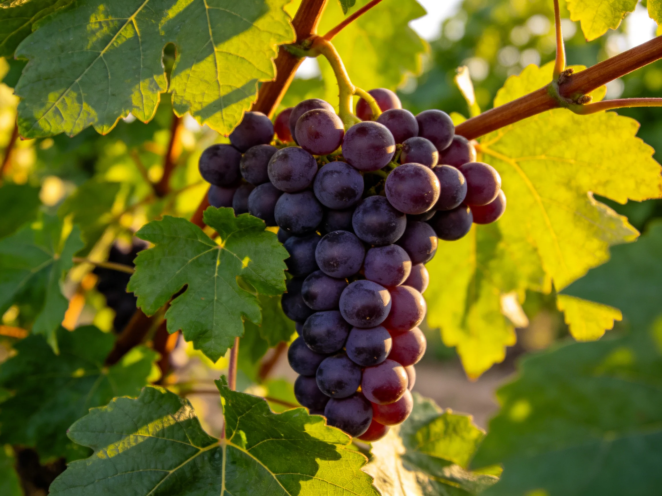 A dense cluster of deep purple grapes hangs among broad green leaves